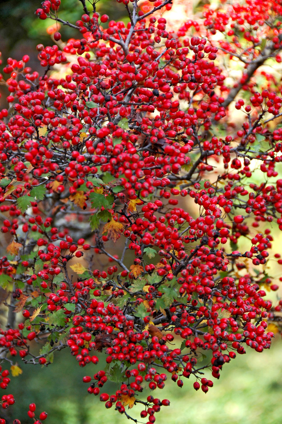 hawthorn tree berries