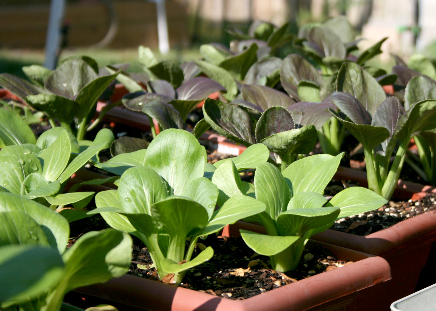 Miniature green bok choi plants grow in small window box containers.