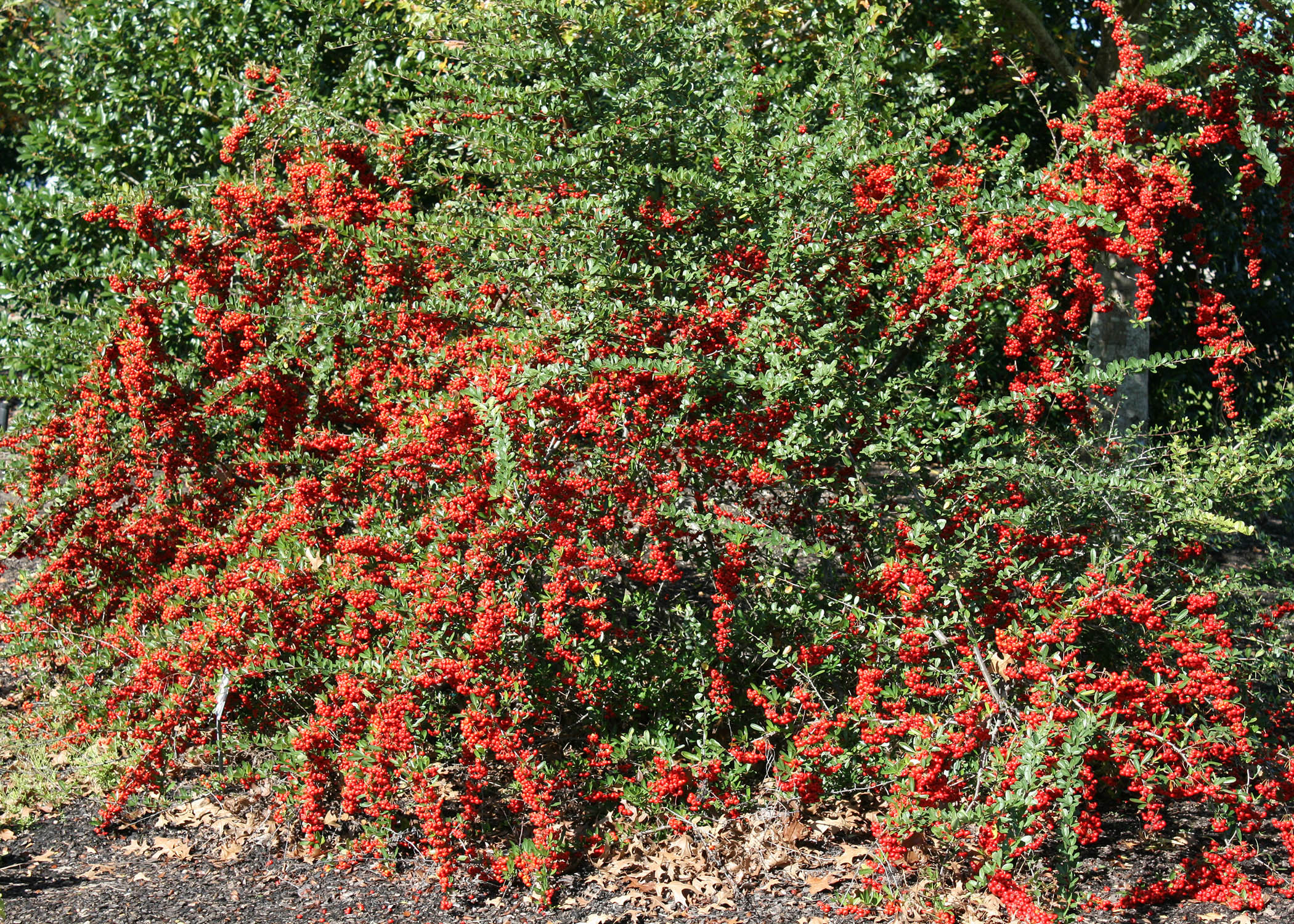 Bushes with red berries offer winter garden color Mississippi State