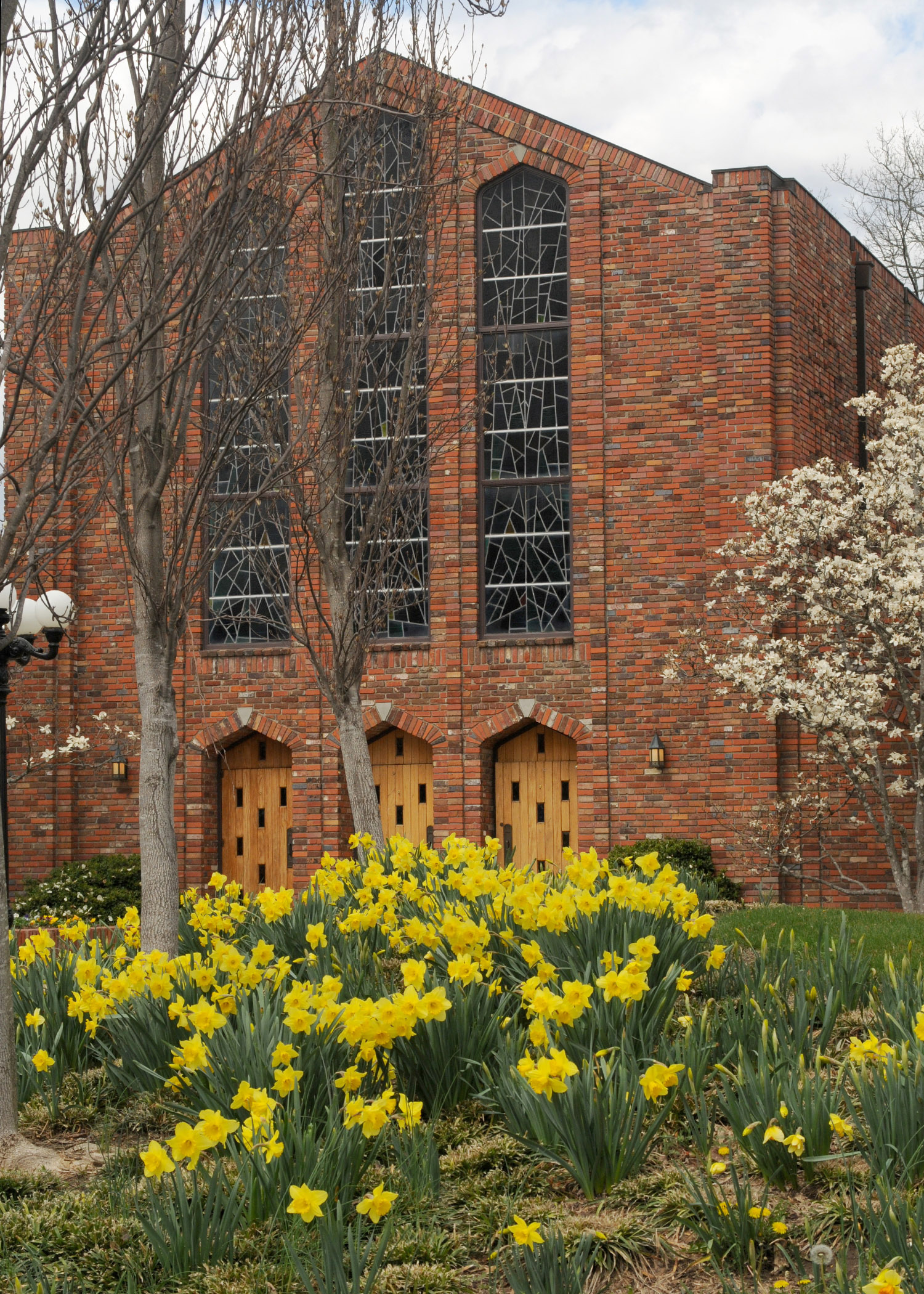 Field Daffodils:Fresh Daffodils