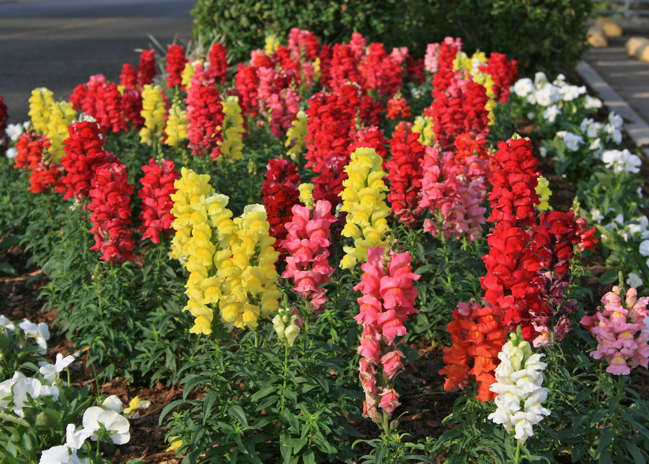 snapdragon flower