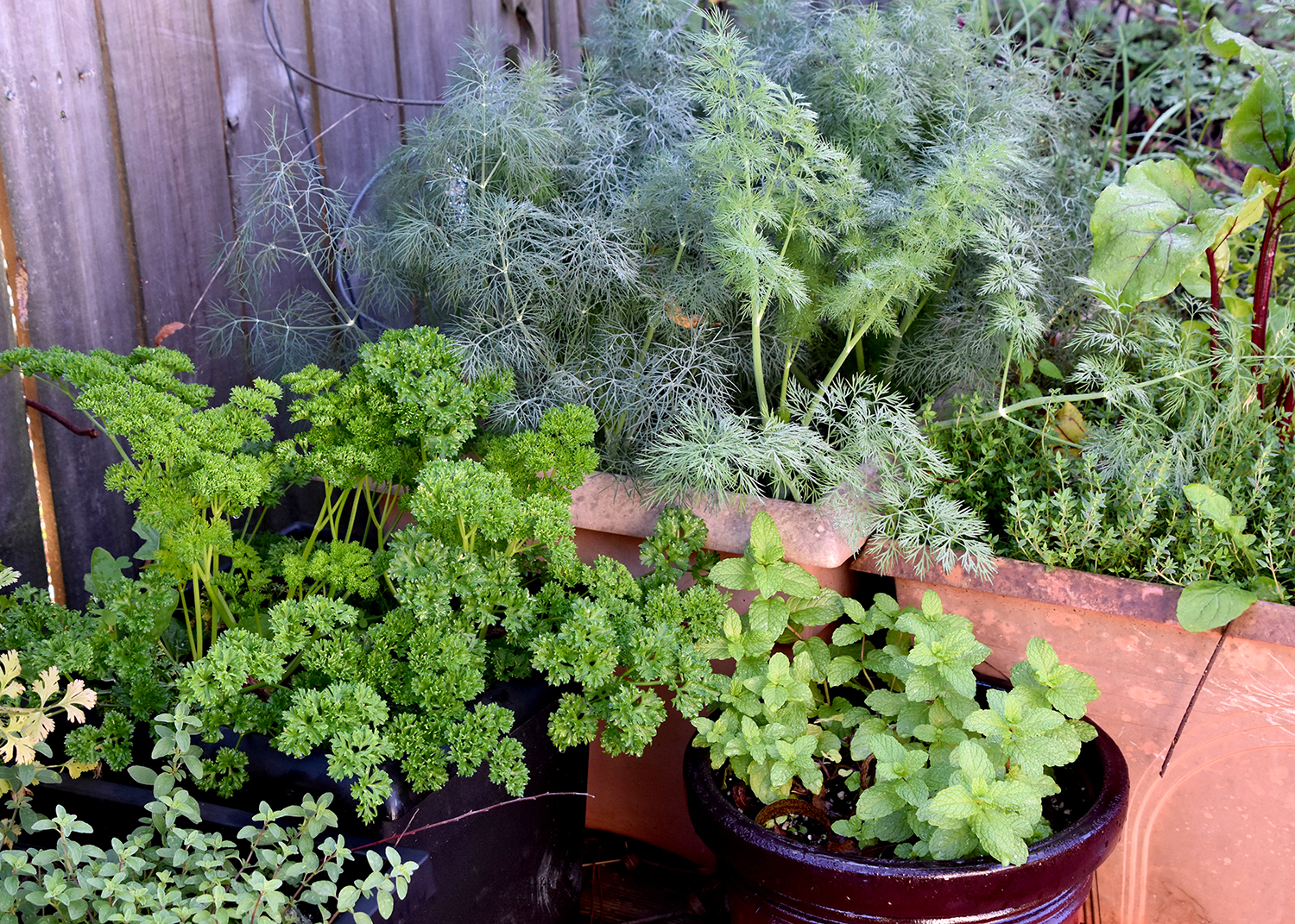 Various herbs in containers.
