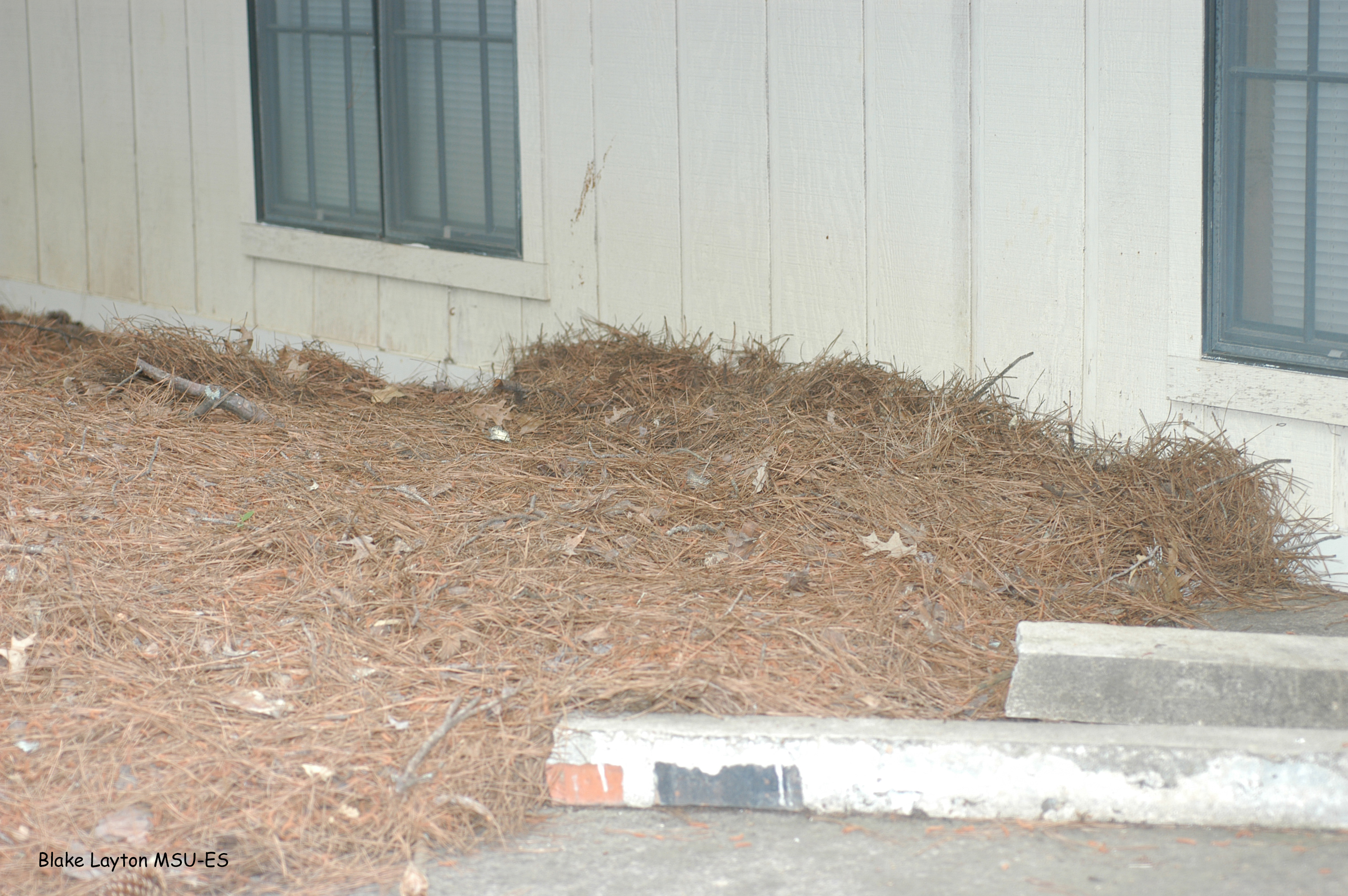 Organic mulch, such as this pine straw, piled against exterior walls greatly increases risks of termite attack, especially if the material is so thick that it reaches the lower level of siding.  Degrading mulch allows termites to tunnel directly into the building, bypassing any soil-applied insecticide treatments. 