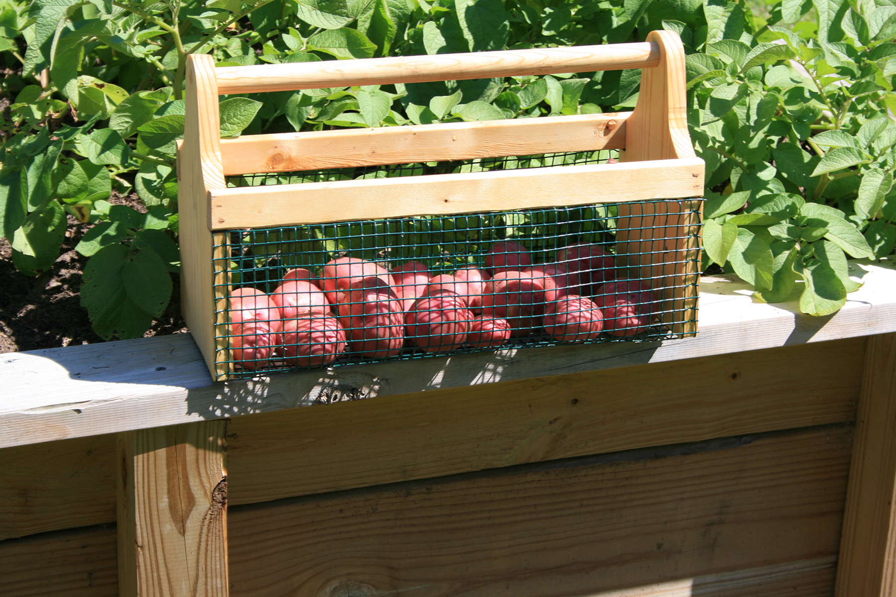 Raised beds can allow the home gardener to grow root crops, like these red potatoes, that would be difficult in bad native soil.