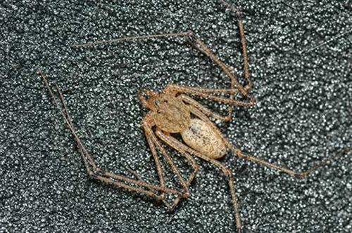 Question: Is this a brown recluse spider?  We found it in the baby’s bed room. Answer: Answer: No, this is a spitting spider. They live indoors, but are not seriously venomous.