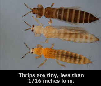 Three thrips in varying colors.