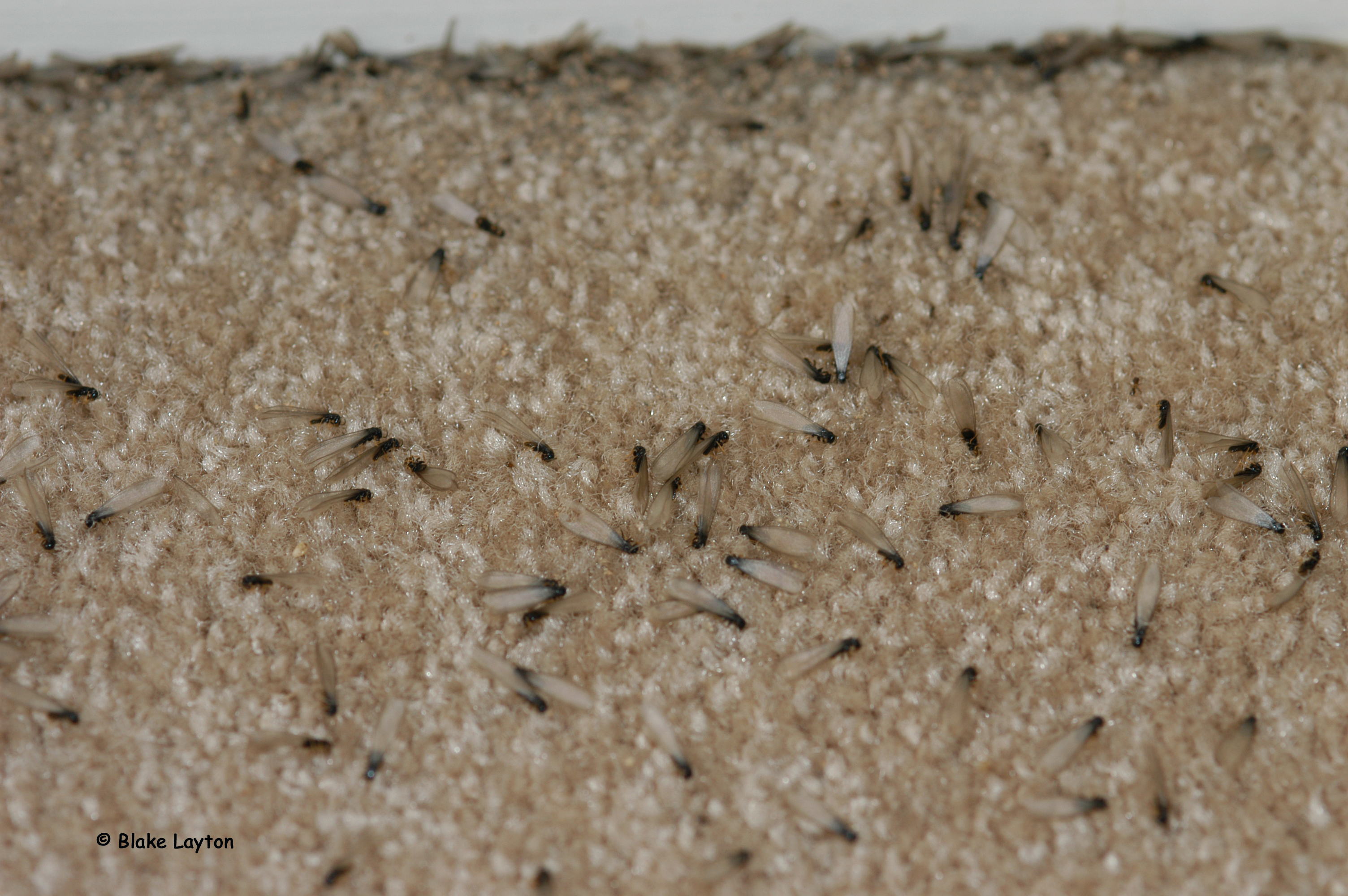 Accumulation of dead eastern subterranean swarmers on carpet.  These were behind a couch and were discovered when the couch was moved.  The swarm had occurred several weeks earlier, but was not noticed then.