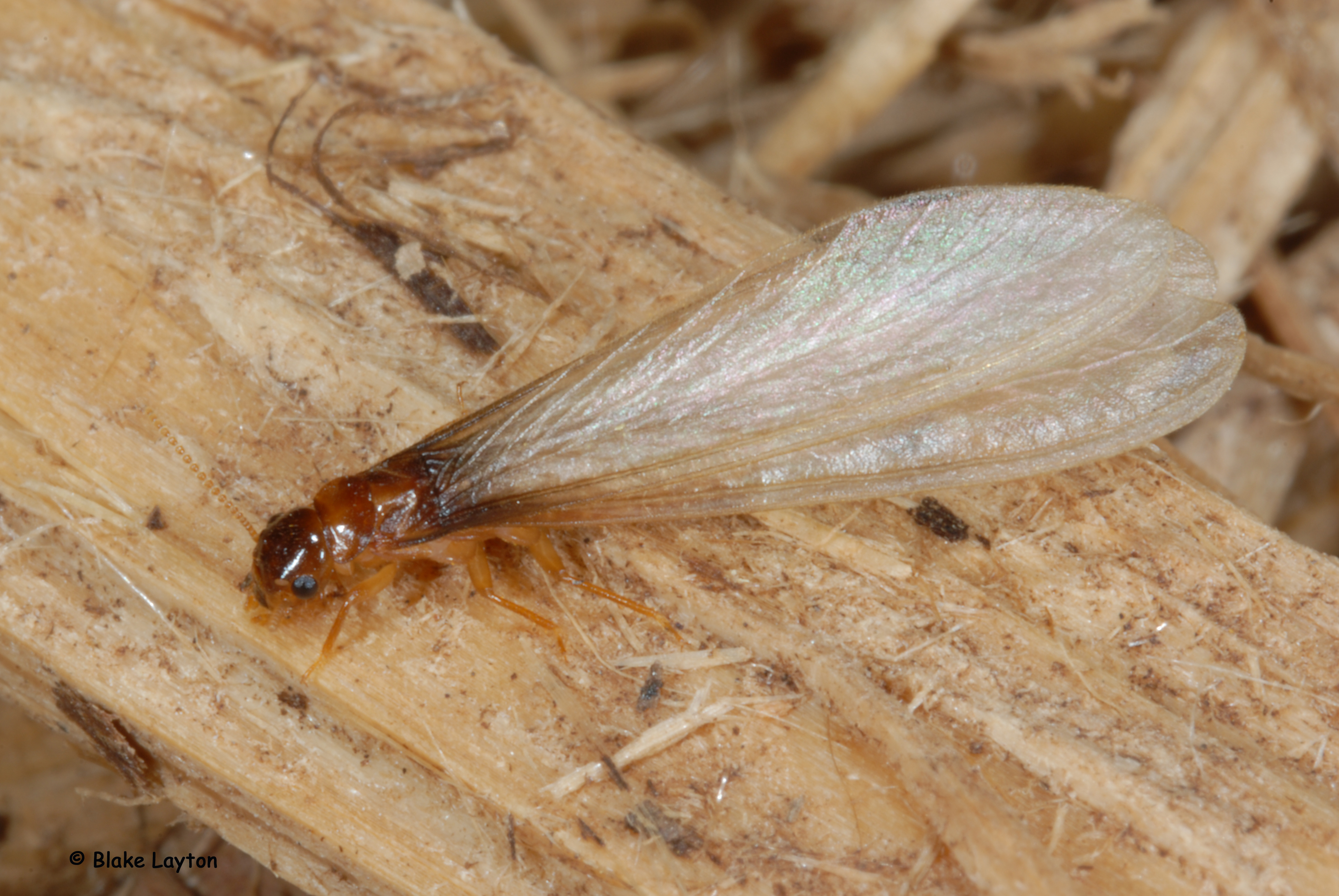 Formosan subterranean termite swarmer.  Note all four wings are equal in length.