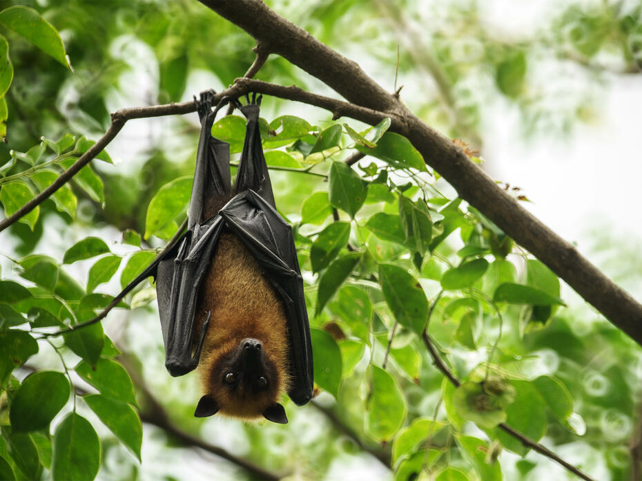bat hanging from a tree limb