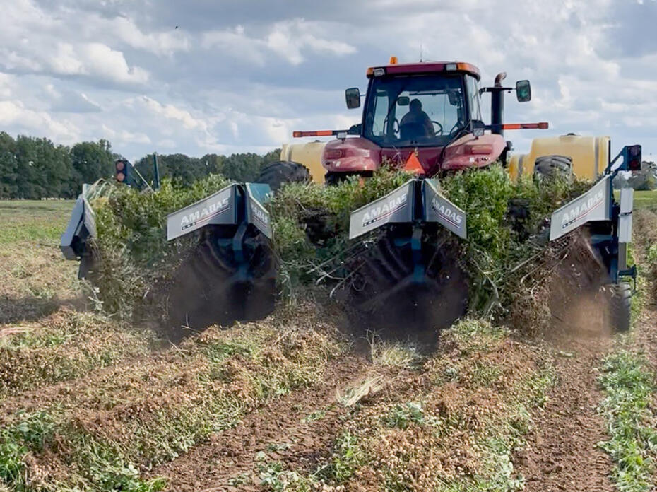 A tractor harvests peanuts from a field.