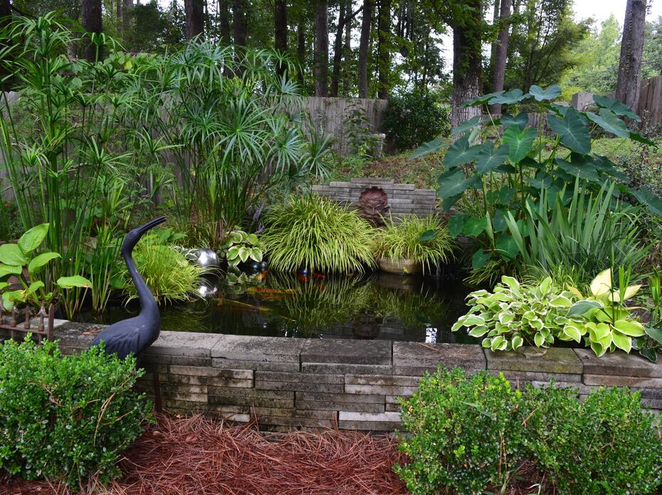 A variety of plants surround a garden pond.