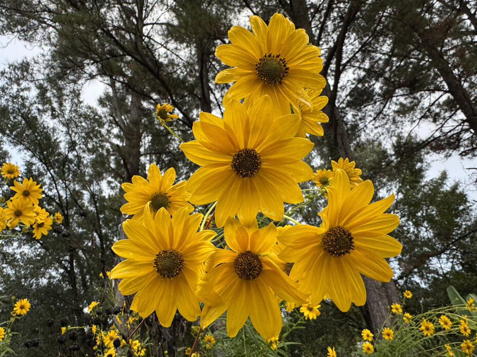 A cluster of yellow flowers have dark centers.