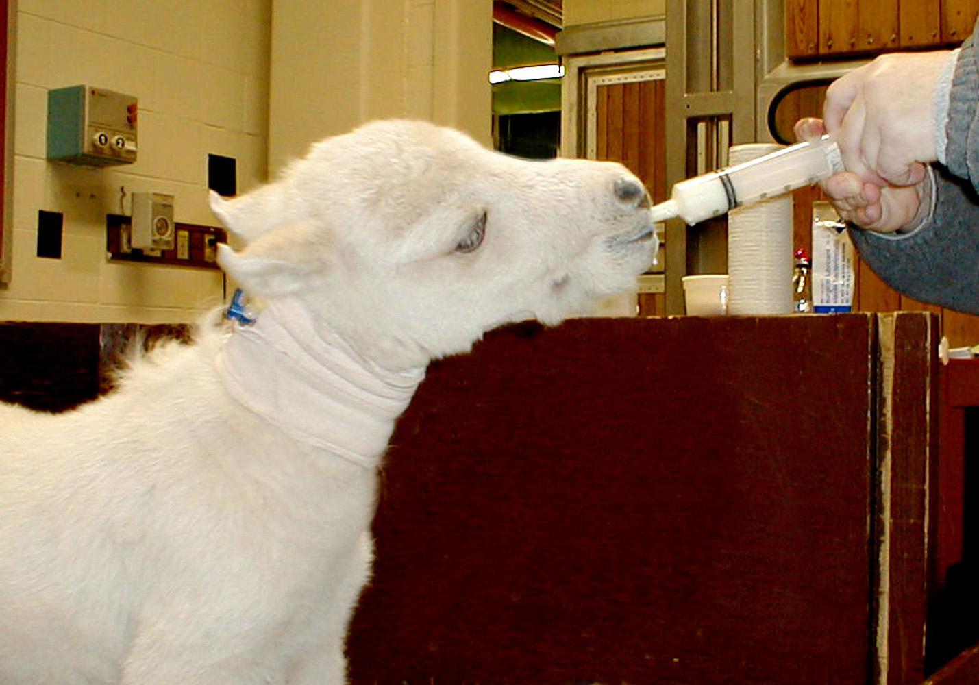 This orphaned, premature miniature horse named Miracle enjoys a bottle-fed meal on March 2, 2003, from the hands of Dr. Katie McGahee, an equine resident at Mississippi State University's College of Veterinary Medicine in Starkville, Miss. Veterinary students and faculty stayed by Miracle's side during his two-week stay, administering his food, medicine and physical therapy. (Photo by Dawn Tucker/AP/MSU)