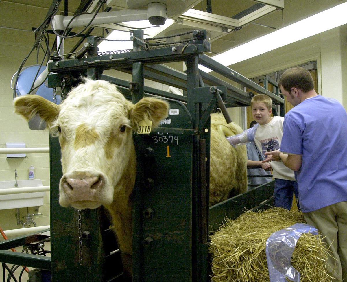 Kenneth Riley of Starkville feels inside one of Mississippi State University's fistulated steers. Veterinary student Brad Nunley, a member of the class of 2005, monitors the experience.
