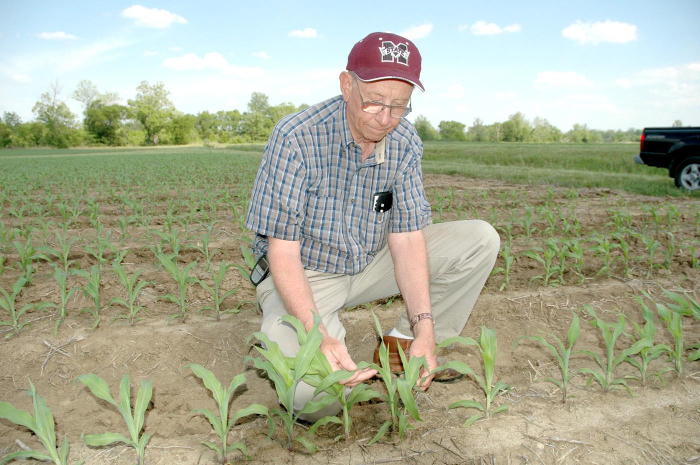Normie Buehring, senior research agronomist at the Northeast Mississippi Branch Experiment Station, checks corn in a research plot at the Verona station. Buehring says the 2006 crop is growing fast and running ahead of normal.