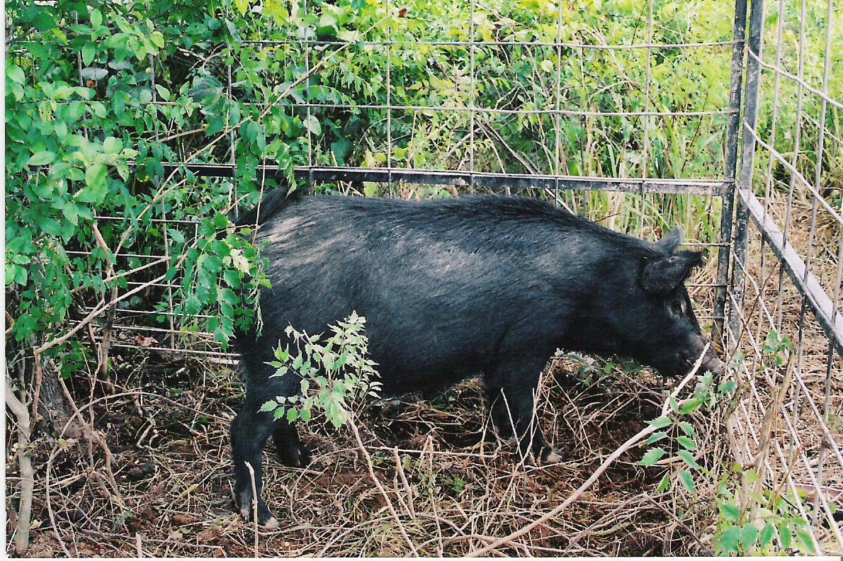 Photo of a wild hog