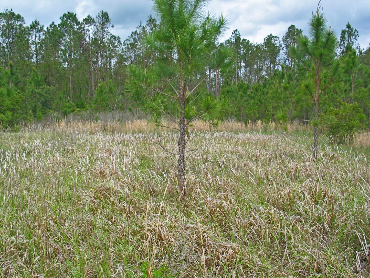 Cogongrass is not native to Mississippi, but the Asian import is spreading rapidly through the state, choking out native vegetation and causing problems for livestock and wildlife. (Photo by MSU Ag Communications/Bob Ratliff)