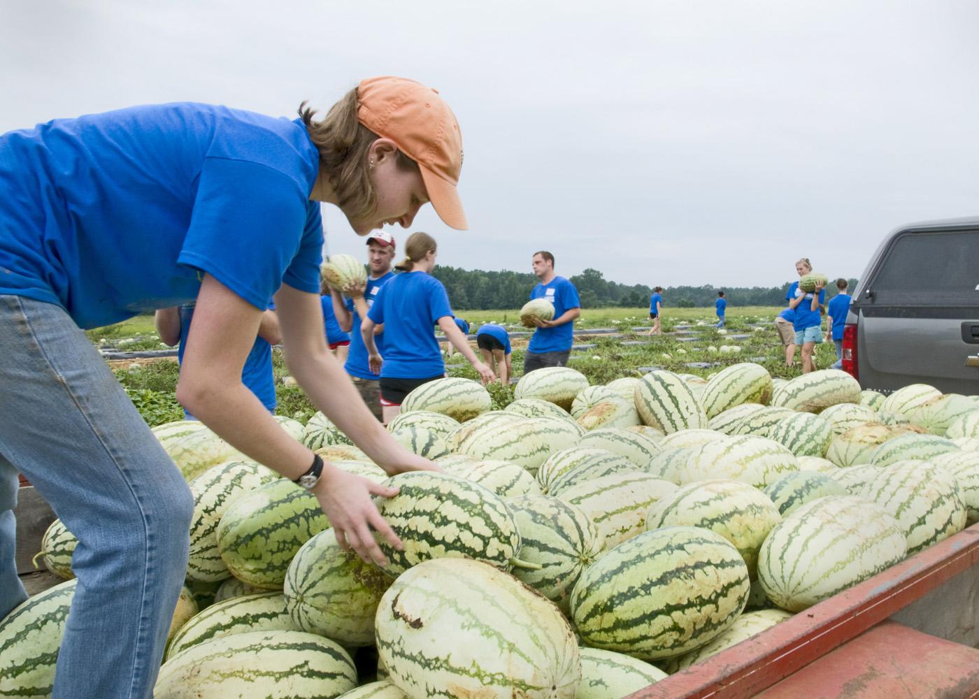 Mississippi State University student Margaret Wilson of Brandon loads watermelons onto a trailer headed for area food pantries. Wilson and other members of Service DAWGS, a new community service student initiative, picked melons left over from harvest on the Farm Fresh fields in Webster County. (Photo by Marco Nicovich)