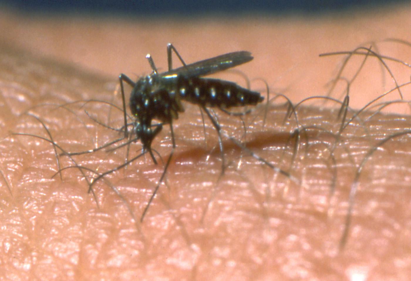 Mosquitoes can transmit several diseases -- including West Nile Virus -- and everyone should take precautions to avoid bites when outdoors, especially at dawn and dusk when mosquitoes are most active.