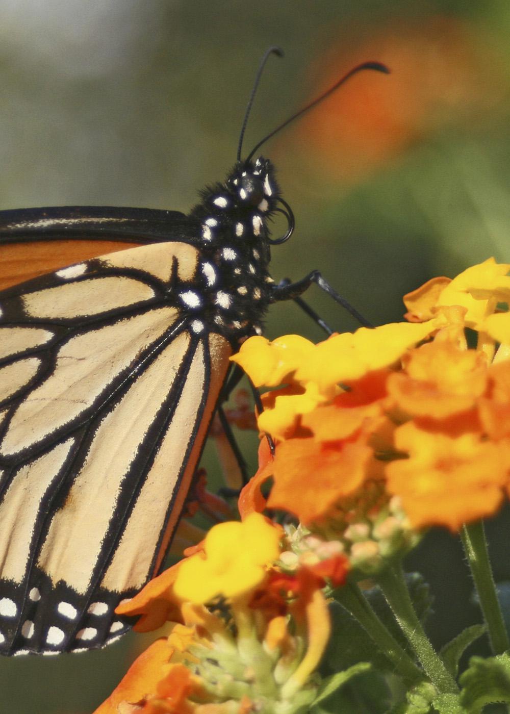 Scientists have discovered that butterflies do a lot more than just pollinate plants. Conserving the butterfly population by increasing their habitats benefits food production and the ecosystem. (Photo by Kat Lawrence)