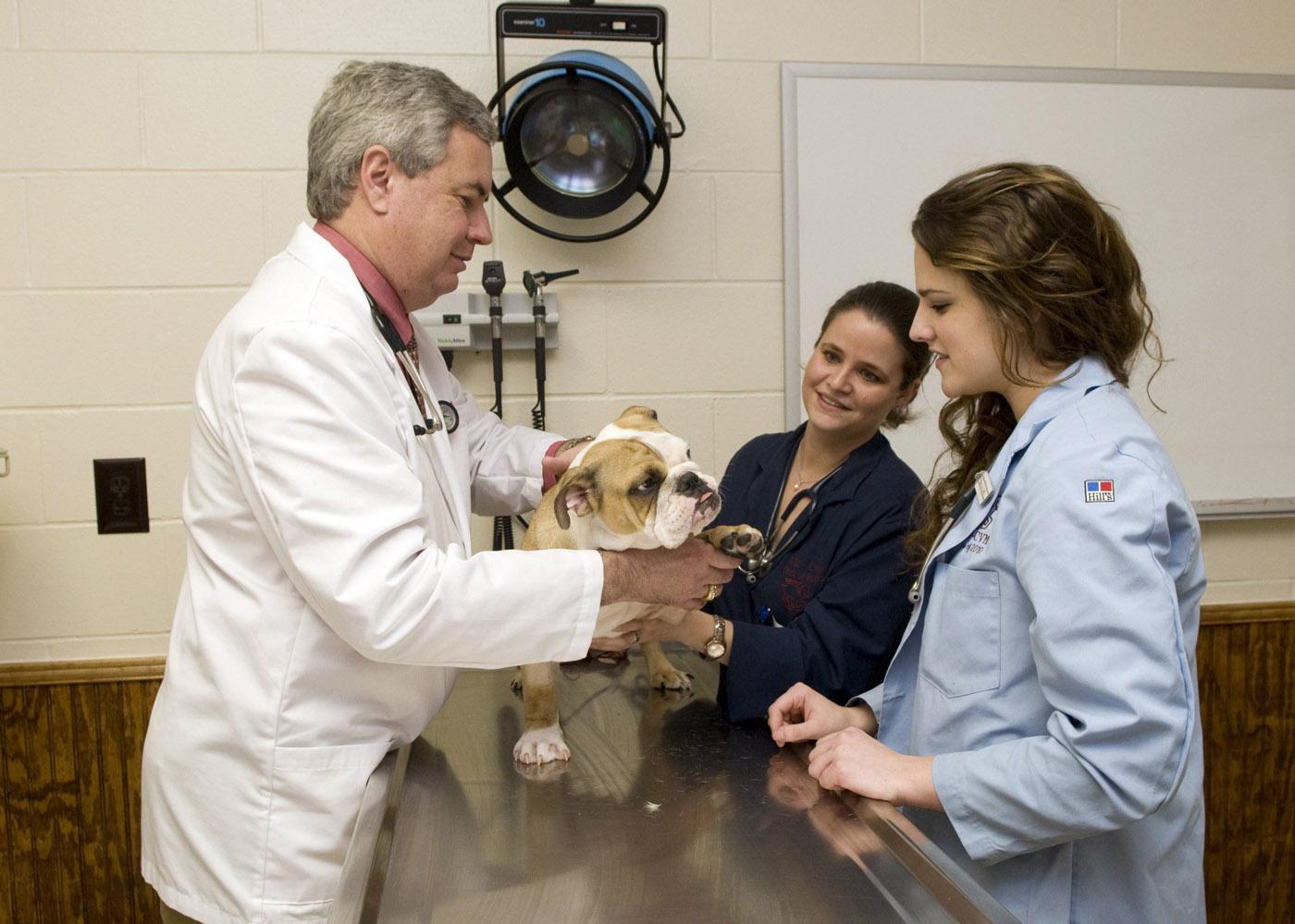 Dr. Joey Burt shows students LeeAnne Rich, center, and Marla Waldrop that proper, gentle handling during an examination can soothe the patient and the pet owner. (Photo by Tom Thompson)