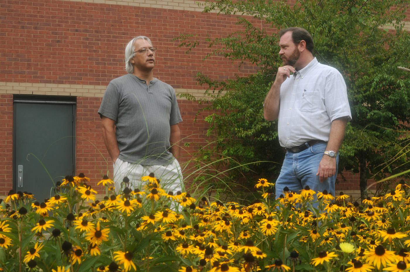 MSU landscape architectural professor Robert Brzuszek, left, and ornamental horticulture professor Richard Harkess examine Black-eyed Susans, which can be a good choice for landscapers who desire to use native plants. (Photo by Kat Lawrence)