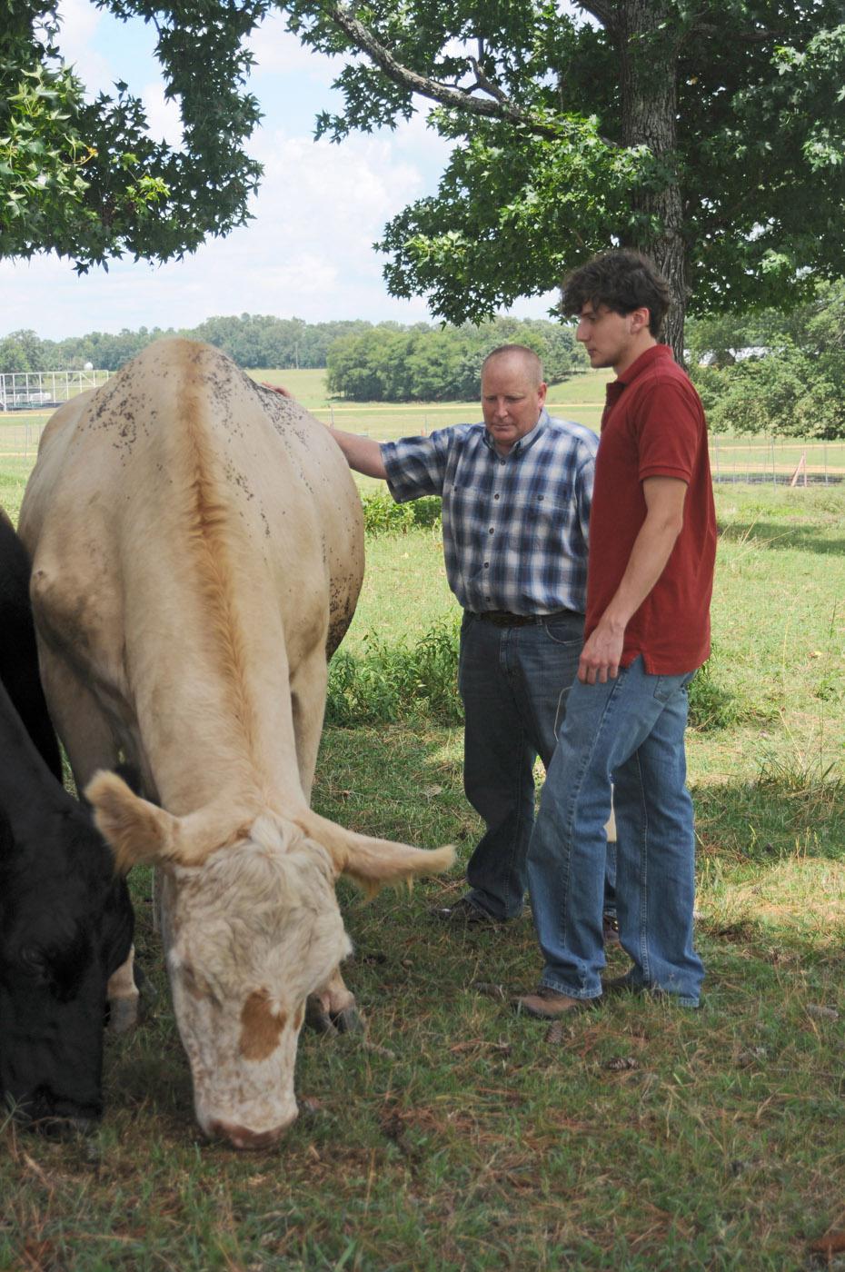 Mississippi State University animal scientist Brian Rude, left, and graduate student Jonathan Greene of Trussville, Ala., feed Peaches the steer a ration containing refined distillers grains. The two studied the ability of cattle to digest this substance. (Photo by Kat Lawrence)