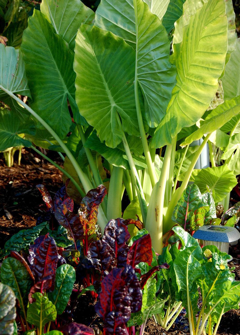 Bright Lights Swiss chard partners well with the giant Taro elephant ear. Bright Lights can be eaten like fresh spinach and its stems cooked like asparagus. While we grow it for its tropical foliage, some cultures cook the giant taro's roots as a starch substitute, calling it "poi" or "dasheen." (Photo by Norman Winter)