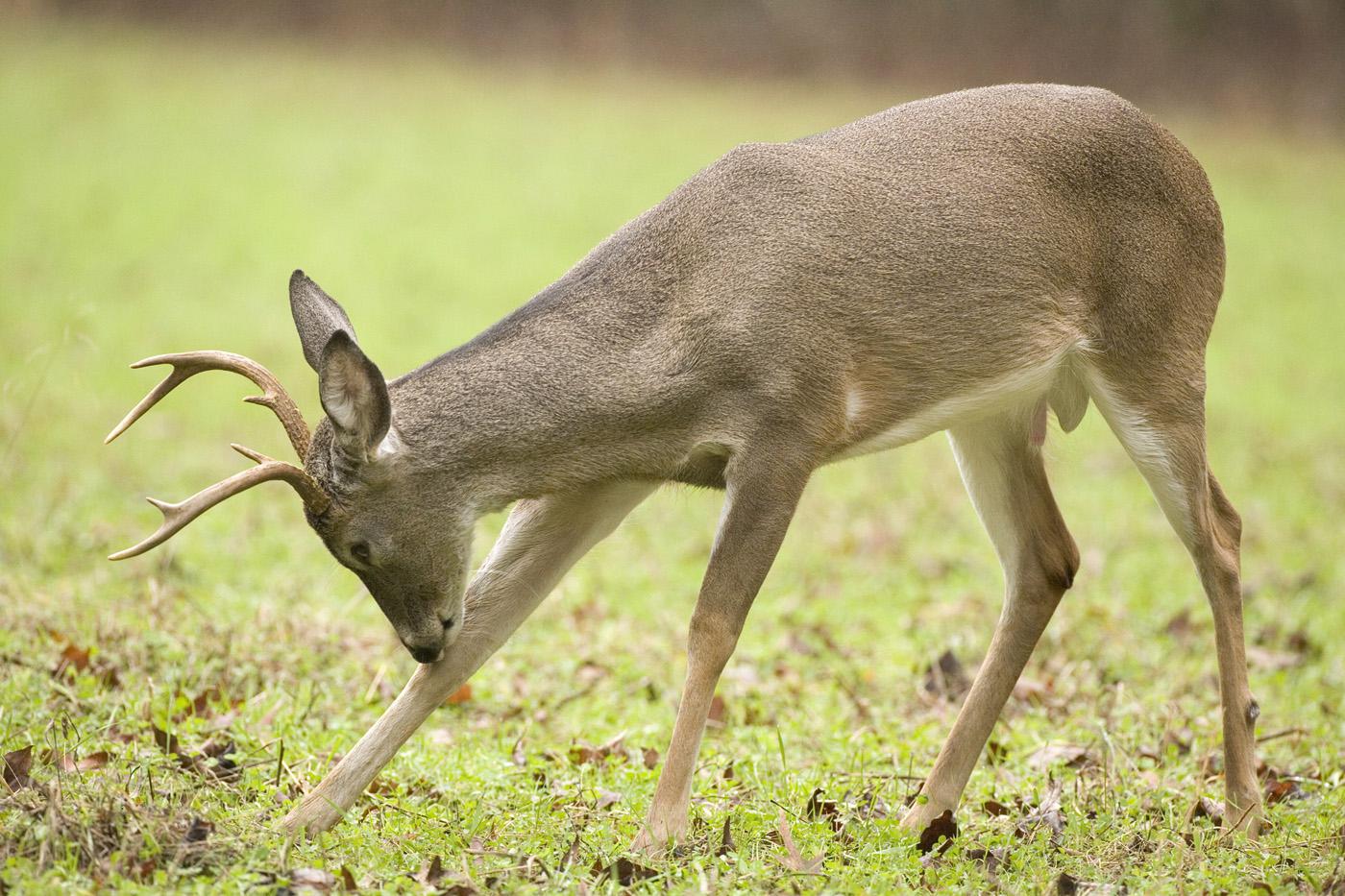 Research conducted by Mississippi State University shows that protecting younger bucks improves the health of the deer population. (Photo by Steve Gulledge)