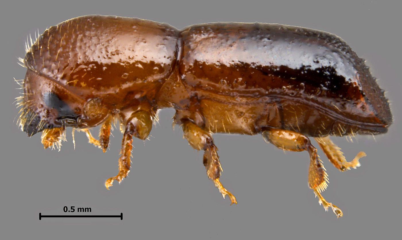 Redbay ambrosia beetle