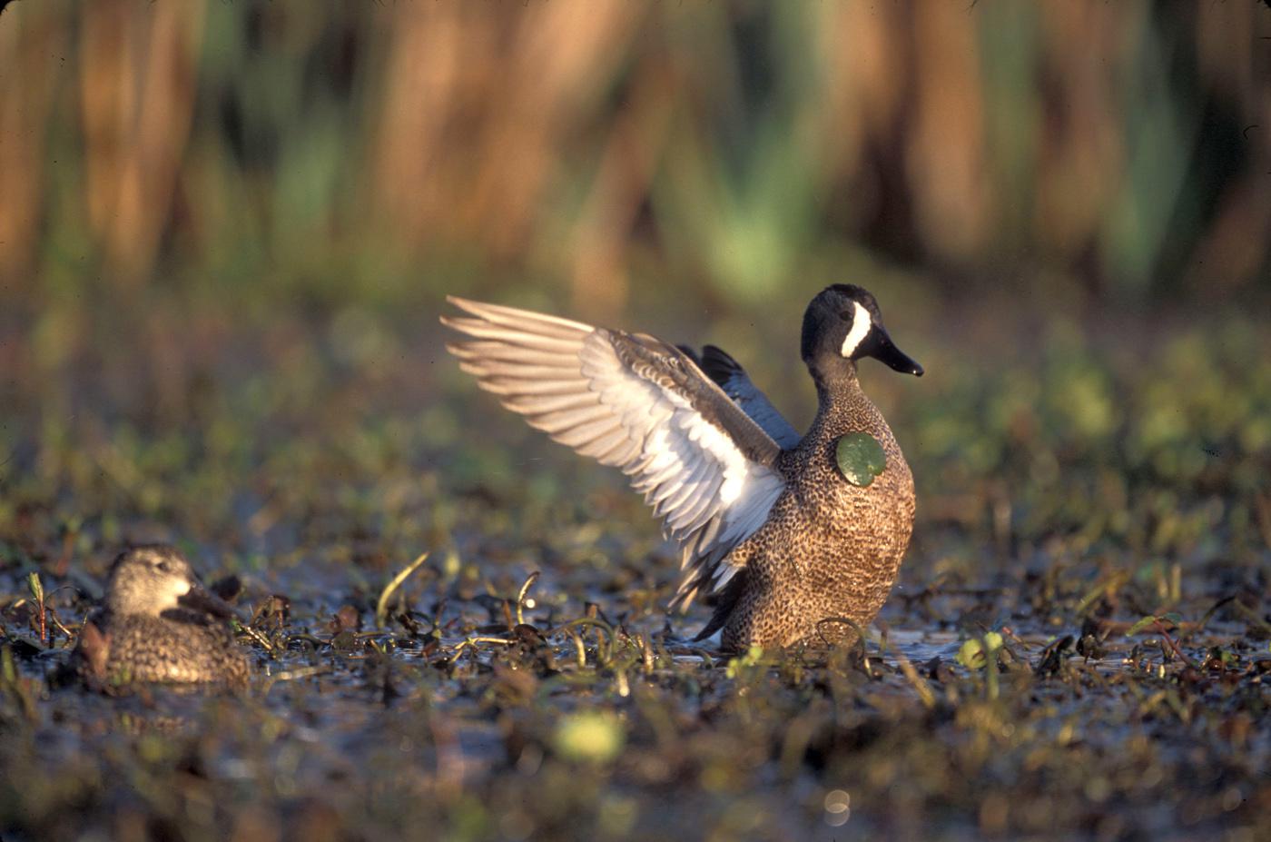 Mississippi State University researchers are gathering inforamtion that will help biologists and managers determine where and when habitats should be made available for migrating and wintering ducks. (Photo by Joe Mac Hudspeth, Jr.)