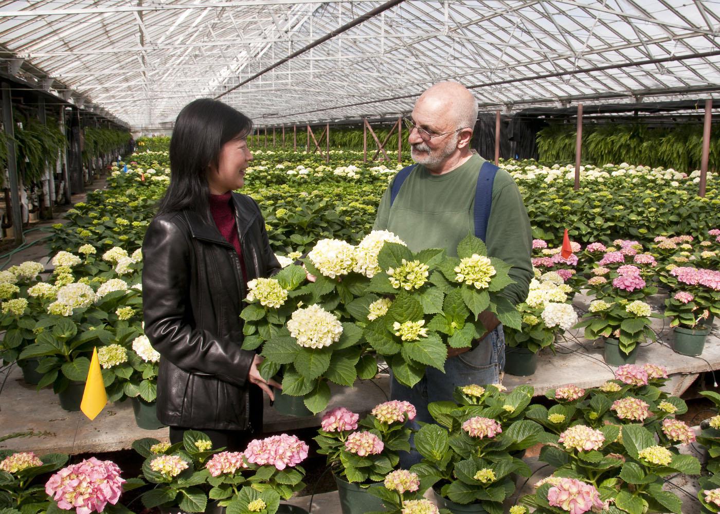 Mississippi State University research horticulturist Guihong Bi  and Natchez Trace Greenhouses manager Mark Terkanian of Kosciusko discuss hydrangea production techniques that may help commercial growers. (Photo by Scott Corey)