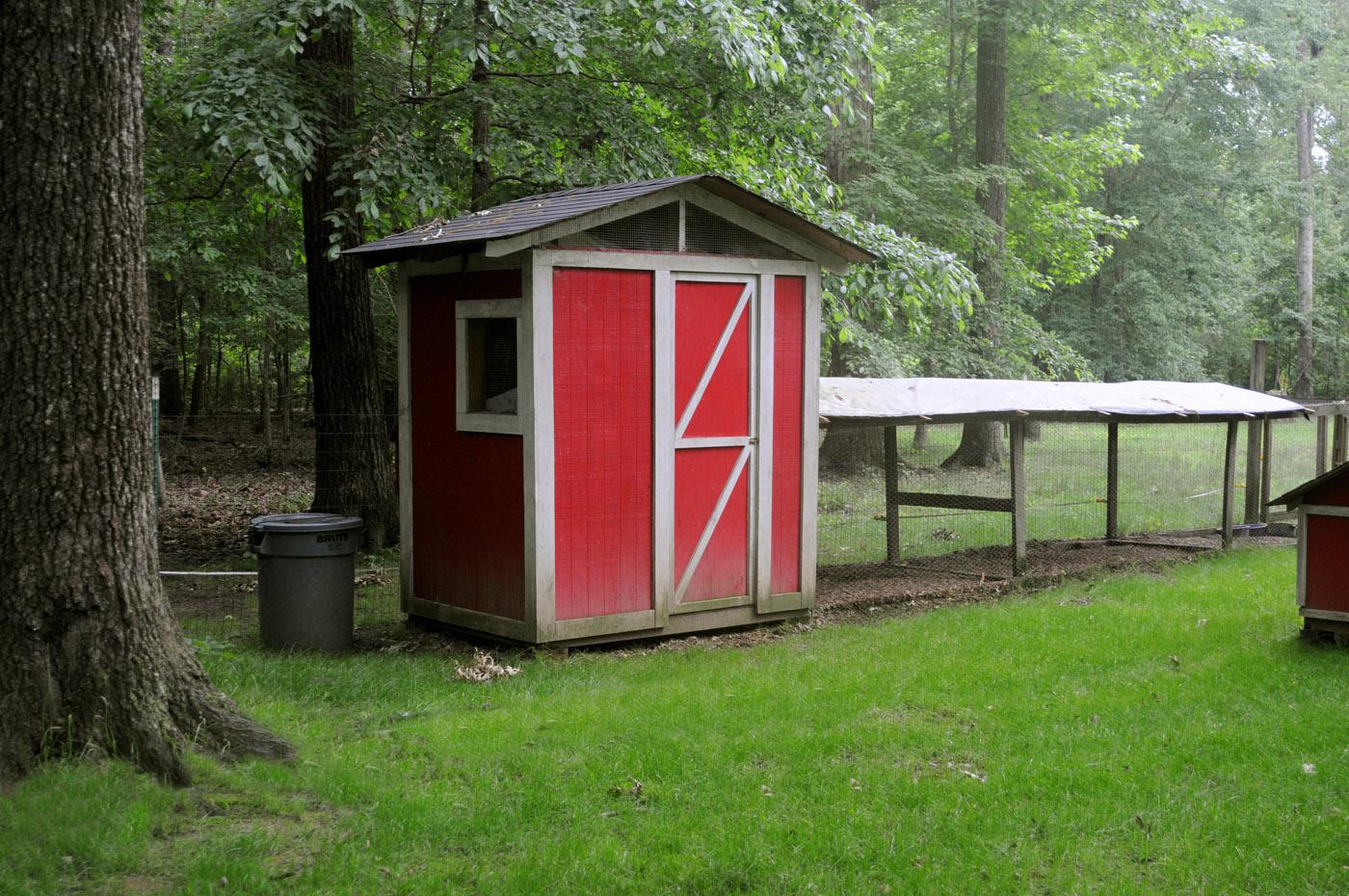 Backyard Chickens Provide Fun Way To Enjoy Fresh Eggs