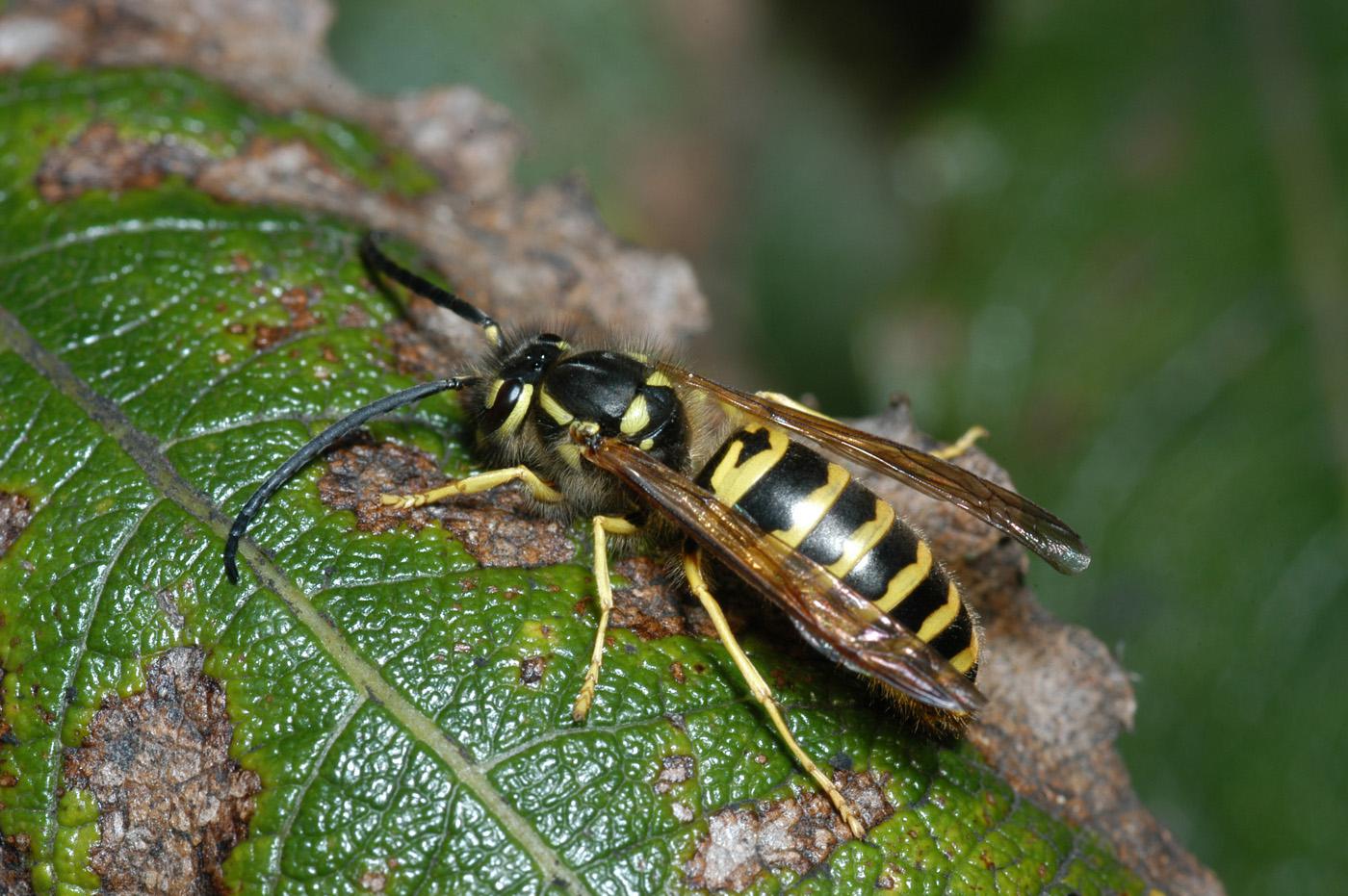 What do I do with this Yellow Jacket Queen I found in my house? I found  this wasp walking on my carpet in my house, and trapped it under a cup with