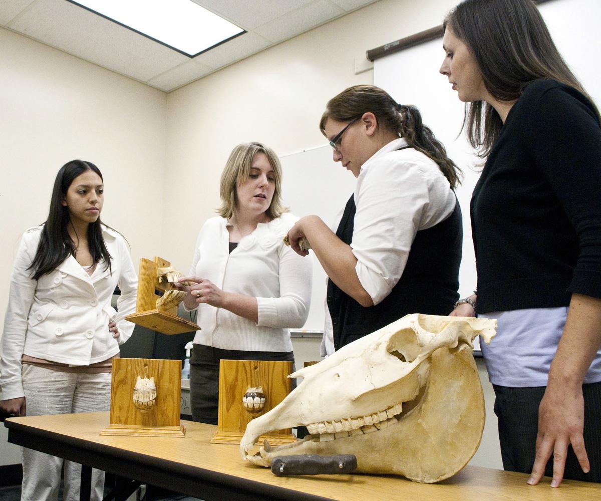 College of Veterinary Medicine clinical instructor Dr. Allison Gardner shows veterinary medical technology students Abril Bernal, Andi Hannigan and Tina Bloxsom an anatomical model of horse teeth during an equine technical skills and nursing care lab. (Photo by Tom Thompson)