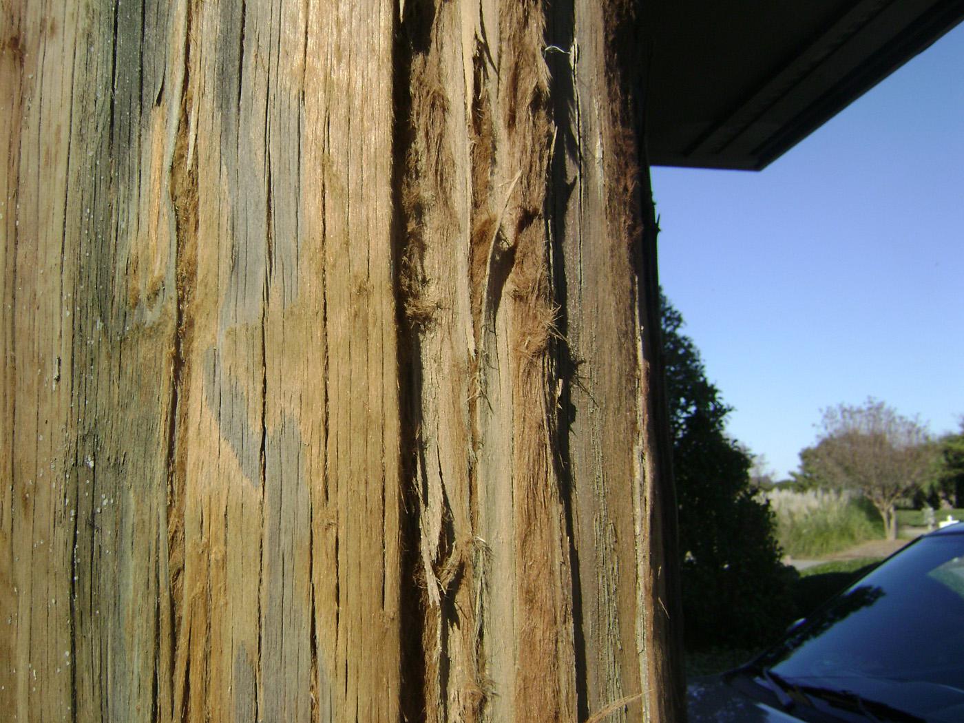 The chlorine in salt can degrade wood, causing a condition referred to as salt kill, especially in marine areas such as this site at Myrtle Beach, S.C. The resulting fuzzy or stringy wood surface is considered unsightly by some, but the structure of the wood often remains sufficient for its purpose. Water-borne preservatives that contain water repellents, such as wax, can help minimize the risk of salt kill. (MSU Ag Communications file photo)