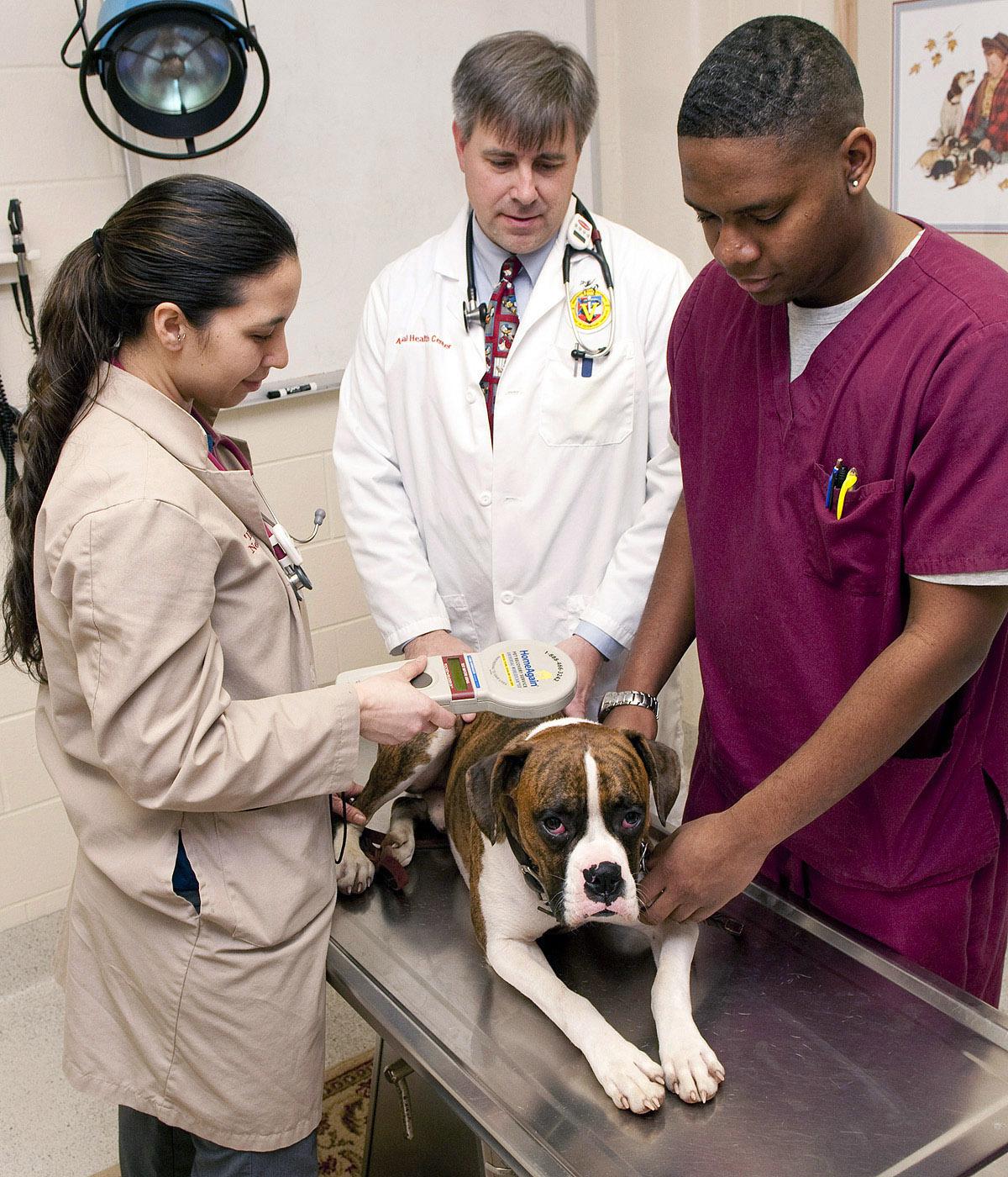 Mississippi State University College of Veterinary Medicine student Kamalailia Neizmen (left) locates a patient's microchip with a sensor as veterinary technician Elliot Benford (right) assists and assistant clinical professor Dr. Jody Ray supervises. (Photo by MSU's College of Veterinary Medicine/Tom Thompson)