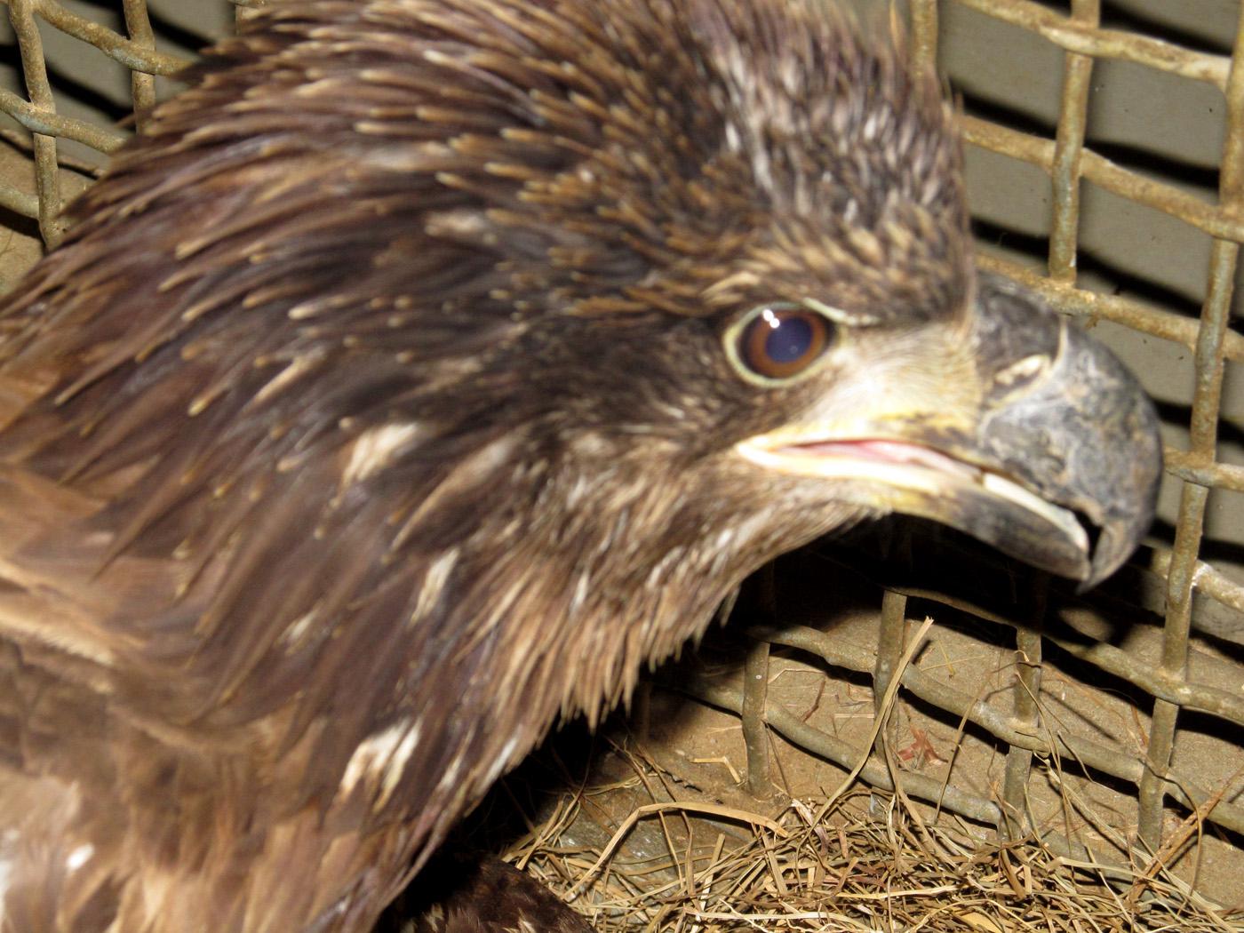 A juvenile bald eagle found in late April near the Burnsville community would have died if not for the efforts of a concerned citizen and three organizations. (Photo by MSU College of Veterinary Medicine/Maggie Horner)