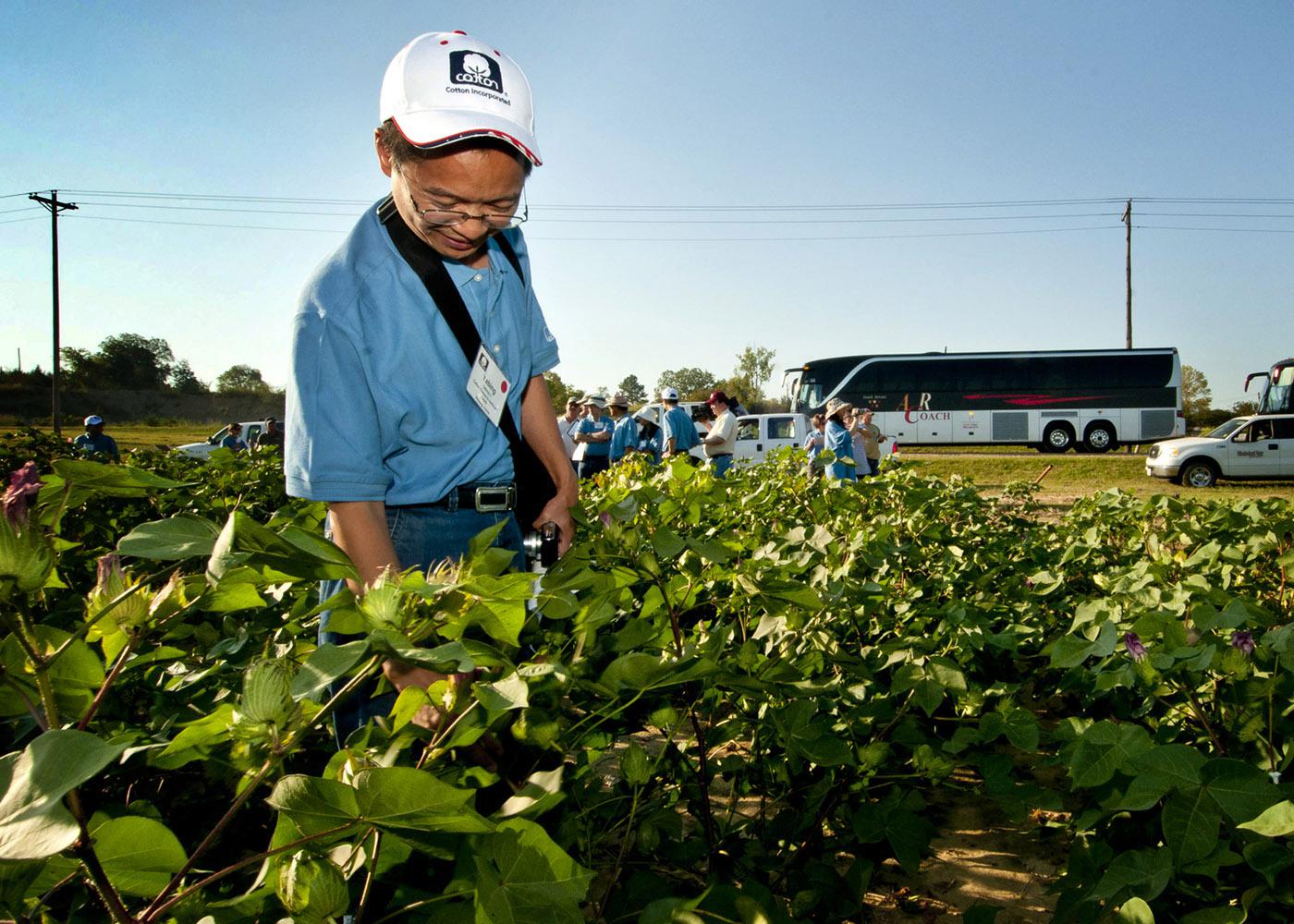 More than 100 cotton researchers and breeders from around the world were in Starkville Tuesday to learn about Mississippi State University's work with cotton. Yabing Li of the Cotton Research Institute in Anyang, China, examines cotton on MSU's R.R. Foil Plant Science Research Center. (Photo by Scott Corey)