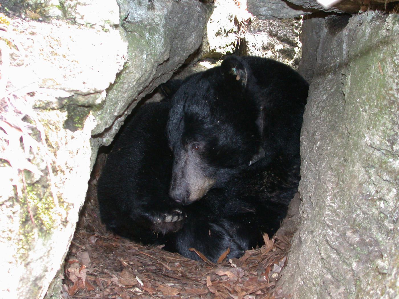 Be Bear Aware  Missouri Department of Conservation
