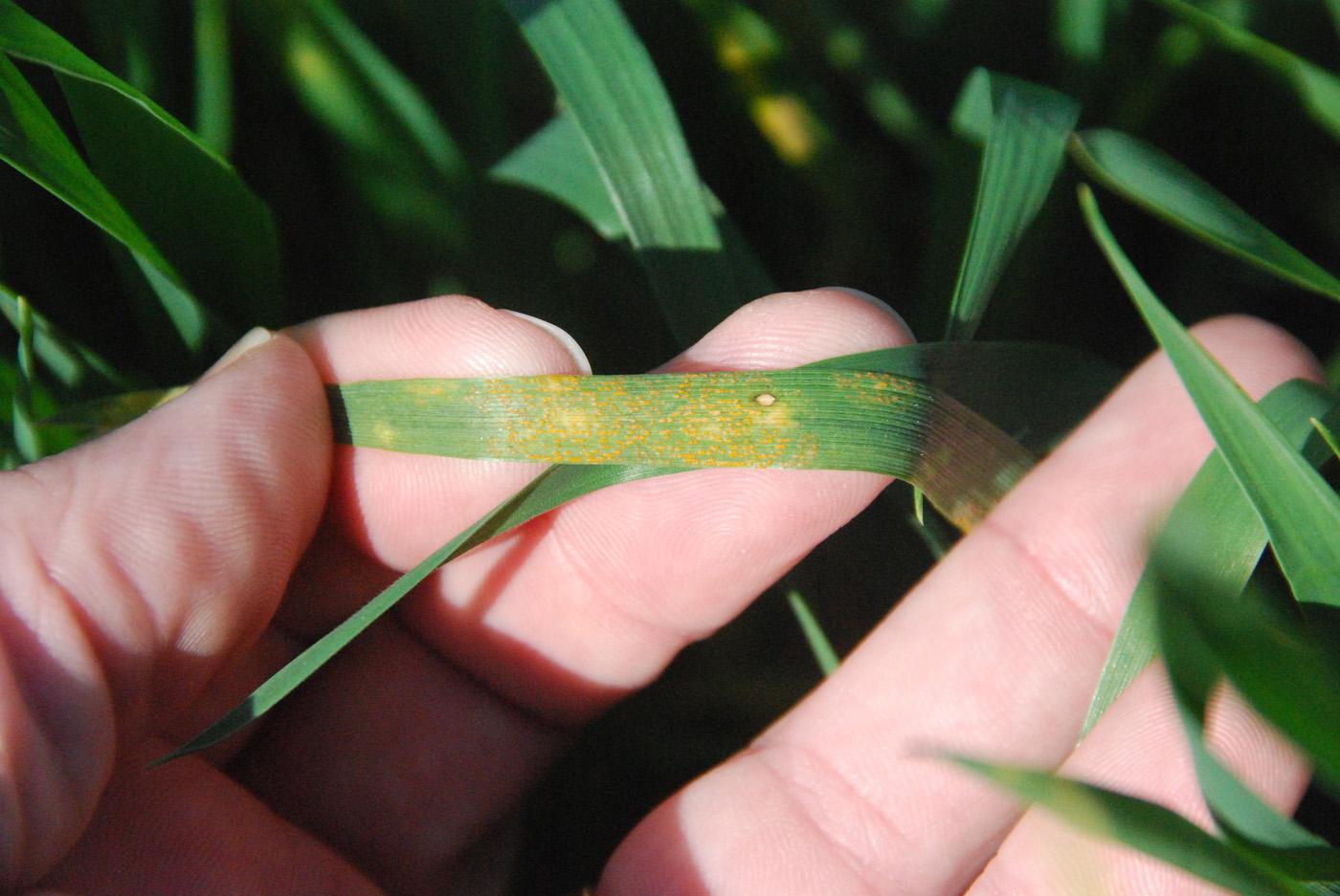 This wheat leaf is infected with stripe rust, an unusual occurrence this early in the growing season. Wheat stripe rust has been spotted in Mississippi and Arkansas. (Photo by MSU Extension Service/Tom Allen)