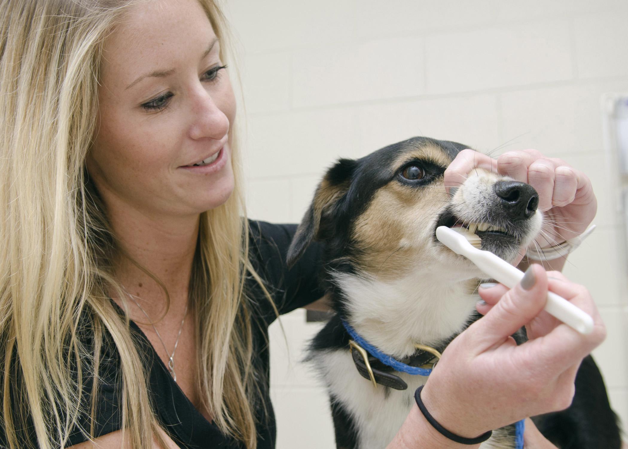Regular brushing can help pets avoid periodontal disease. College of Veterinary Medicine student Jenica Haraschak demonstrates proper tooth brushing on Darby. (Photo by MSU College of Veterinary Medicine/Tom Thompson)