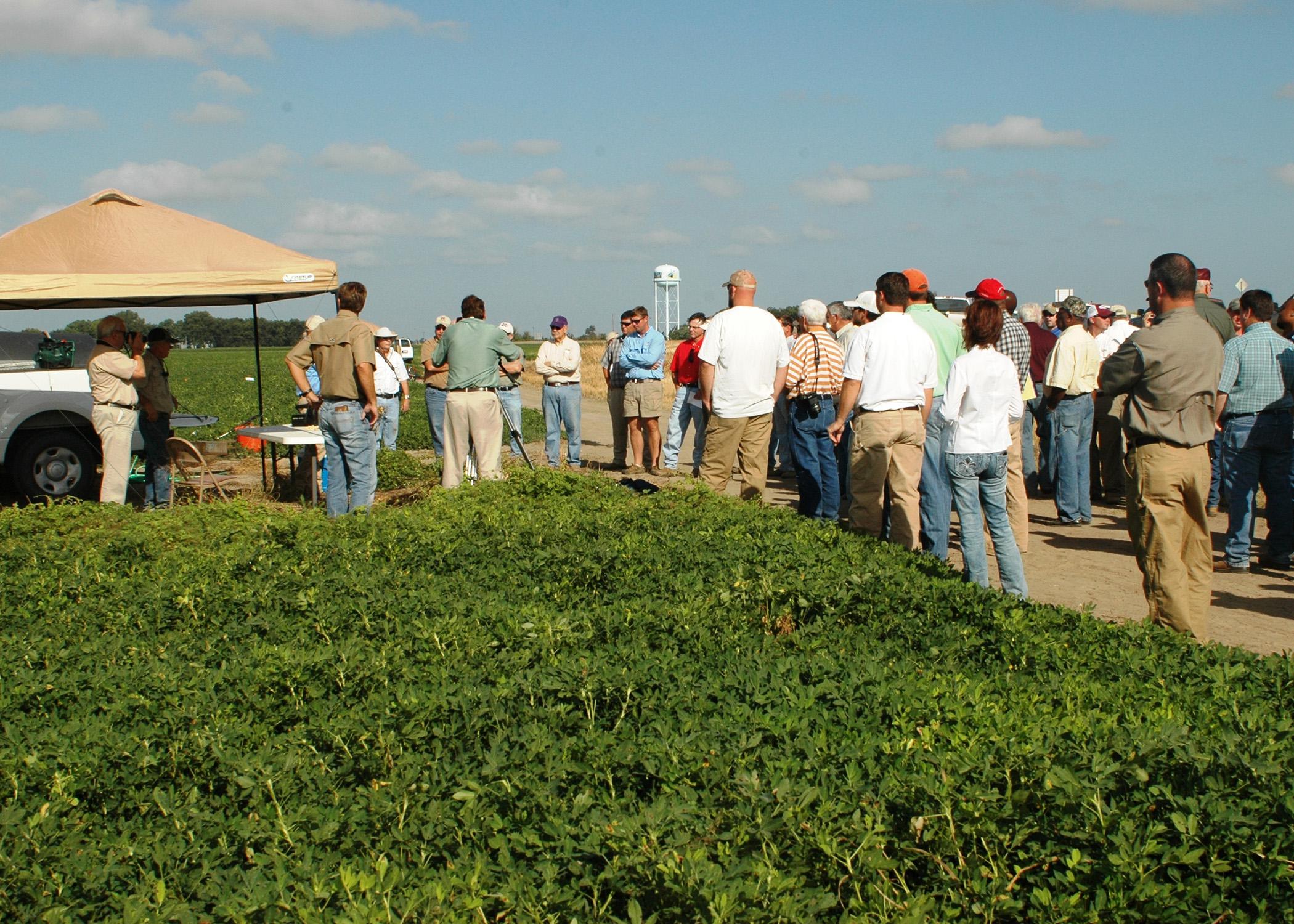 Peanut producers from northwest Mississippi learn about successful production techniques at the Aug. 30 peanut field day near Clarksdale. (Photograph by DREC Communications/Rebekah Ray)