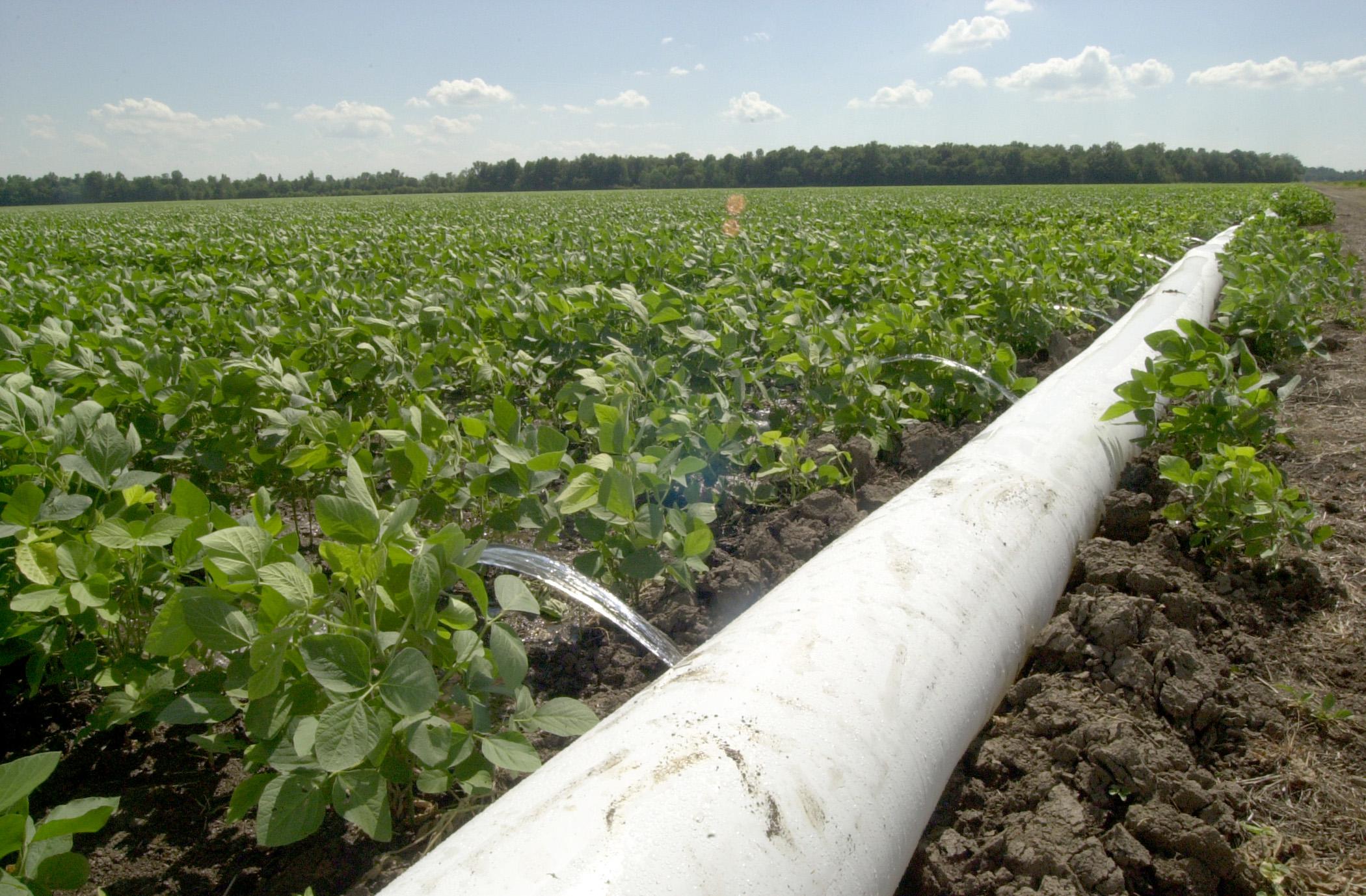 Mississippi State University scientists are evaluating a free software tool that can increase irrigation efficiency for the state's soybean producers. PHAUCET, or Pipe Hole and Universal Crown Evaluation Tool, has the potential to reduce water pumped from the Delta's underground water supply. (MSU Ag Communications/File Photo)