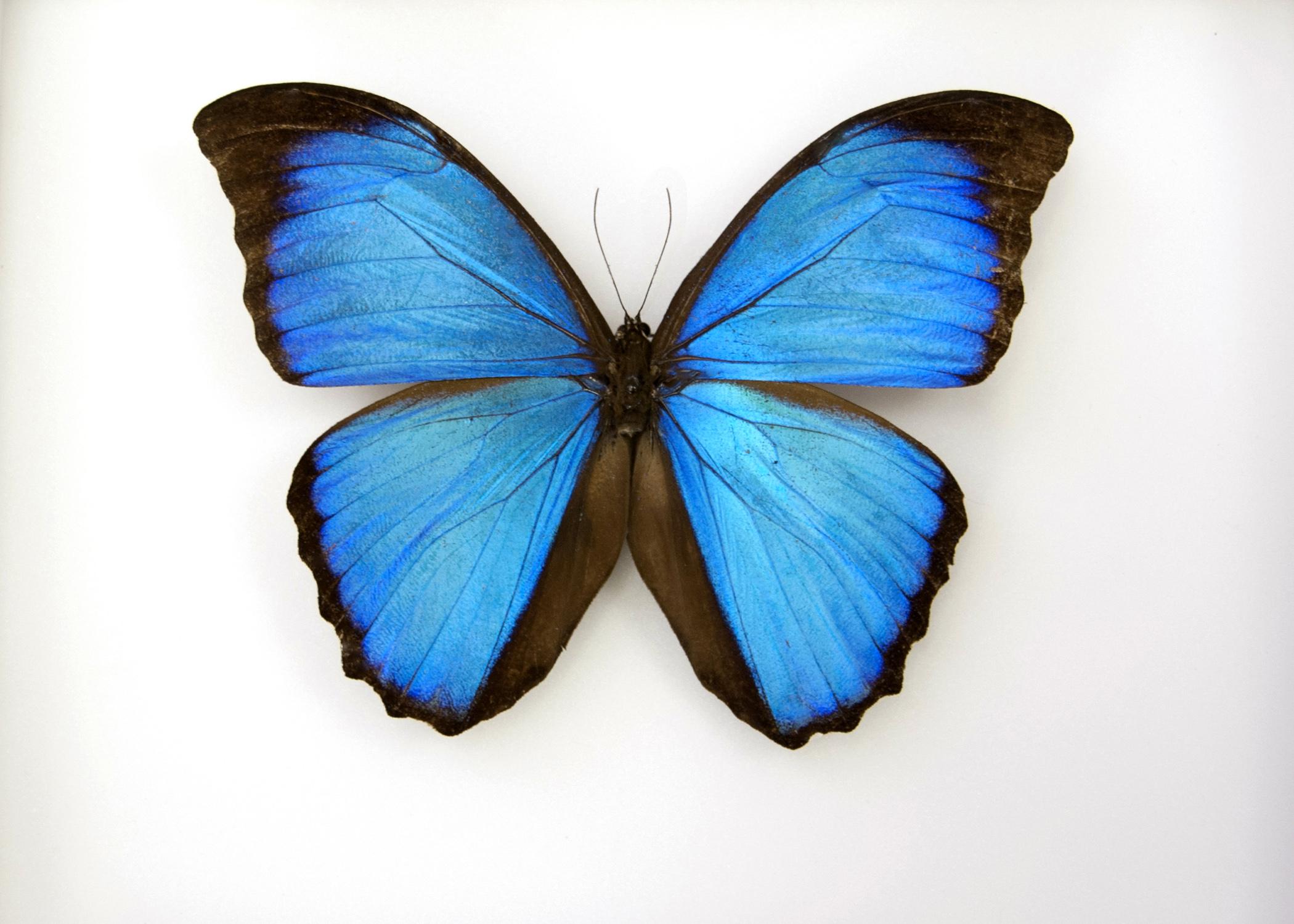 private-butterfly-donation-enhances-msu-collection-mississippi-state