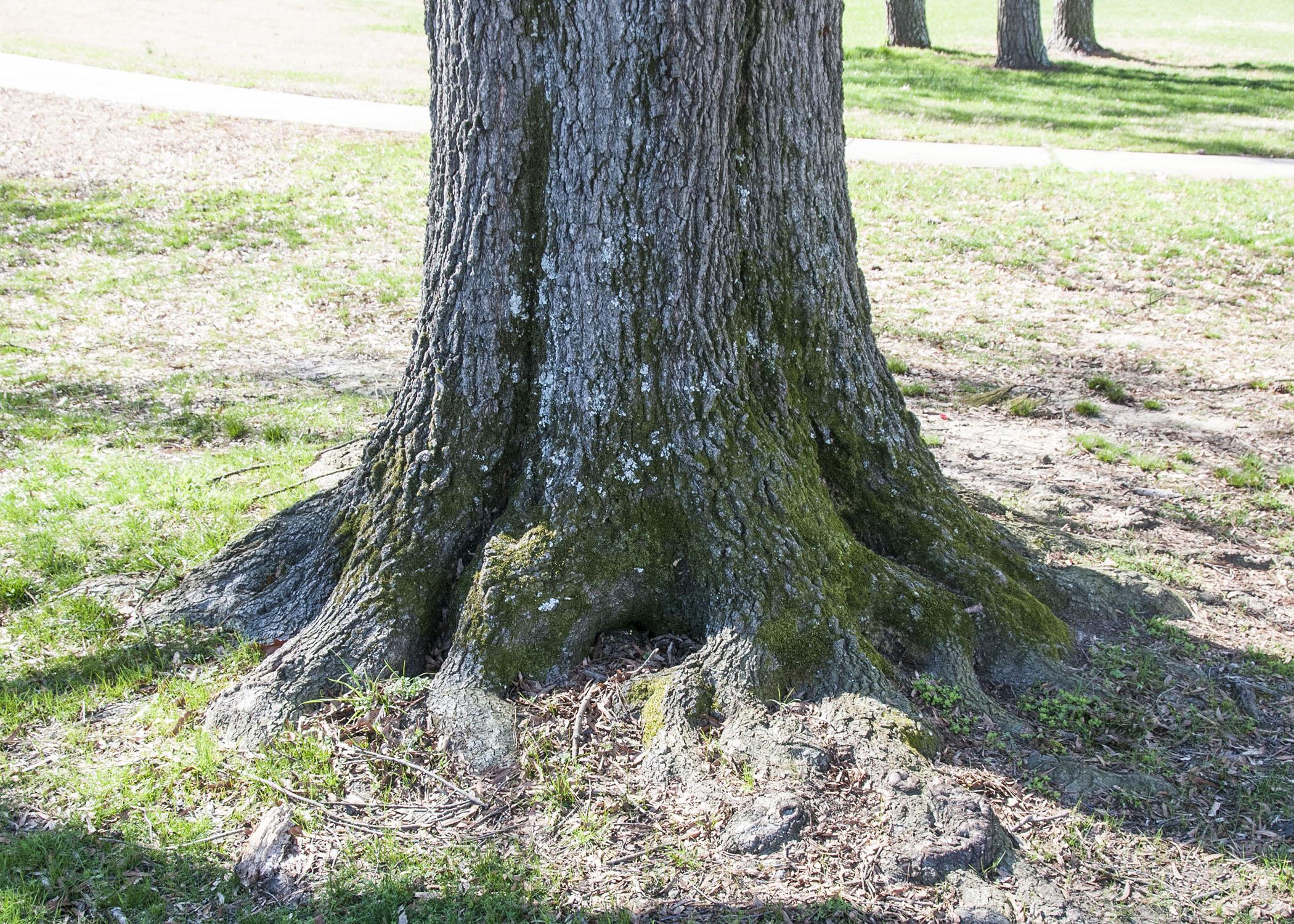 Trunk flare, or the part of the tree that meets the roots, is easily detectable on mature trees, such as this oak on the Mississippi State University campus on Feb. 6, 2013. On young trees trunk flare is less prominent but visible, and this part of the tree should always remain above the soil. (Photo by MSU Ag Communications/Scott Corey)