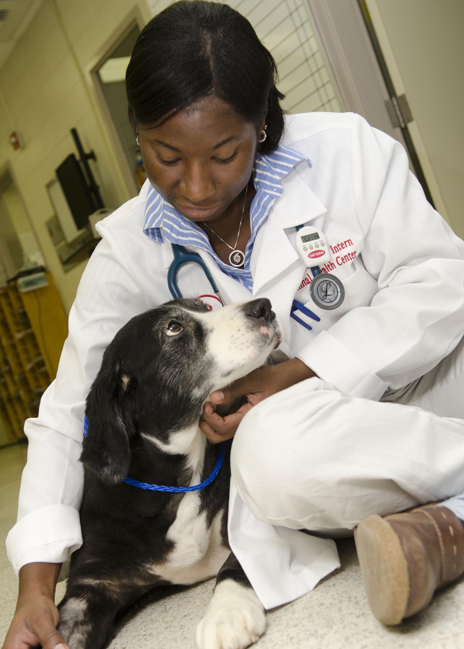 Dr. Talisha Moore, a former Freeman scholarship recipient and current intern at Mississippi State University's College of Veterinary Medicine, cares for patients and works to recruit minority students to the veterinary profession. (Photo by MSU College of Veterinary Medicine/Tom Thompson)