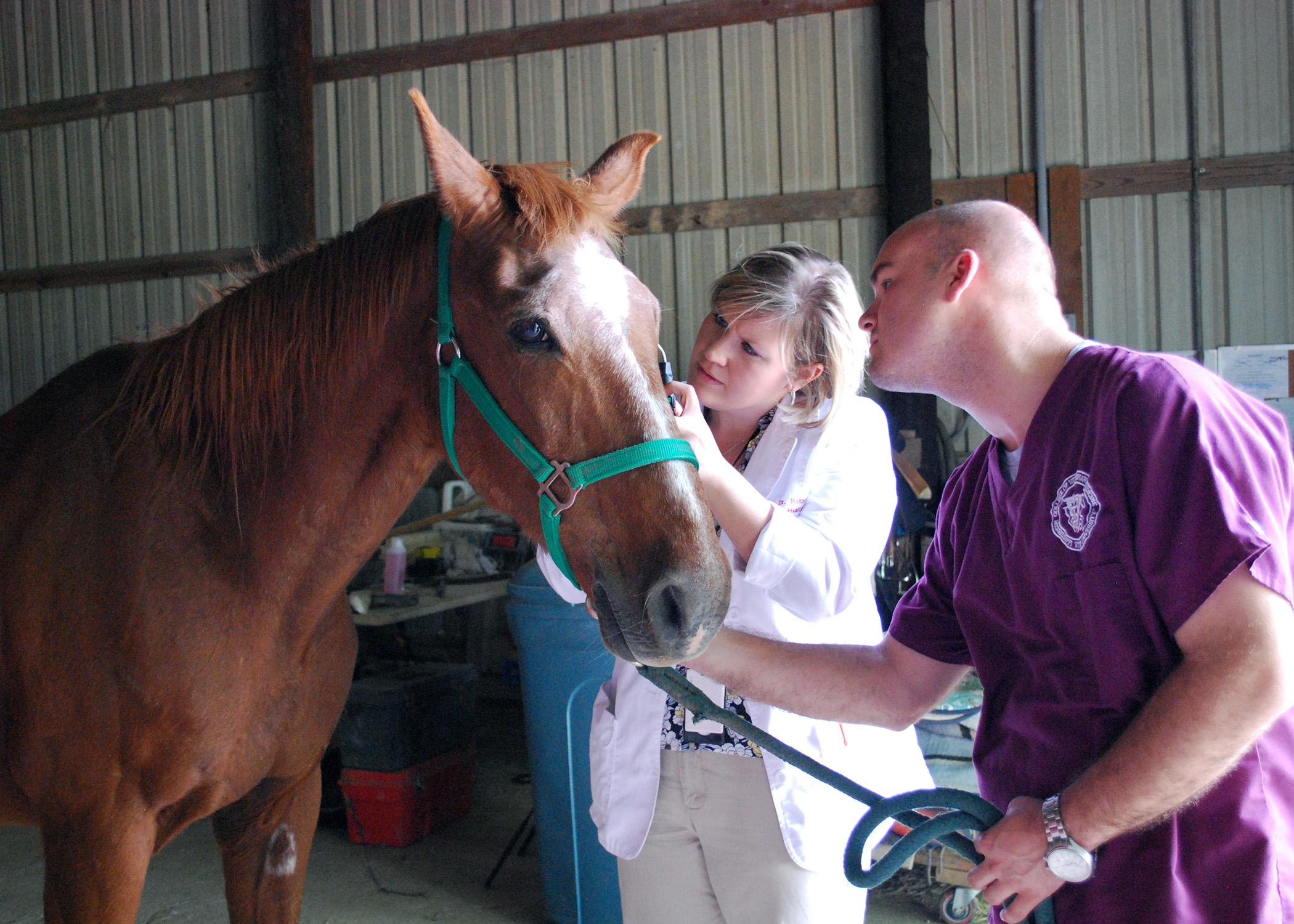 Dr. Caroline Betbeze performs an eye exam on a horse at Palmer Home in Columbus while fourth-year veterinary student Steven Davison looks on. The free exam was one of many offered for service animals as part of a national program. (Photo by MSU College of Veterinary Medicine/Karen Templeton)