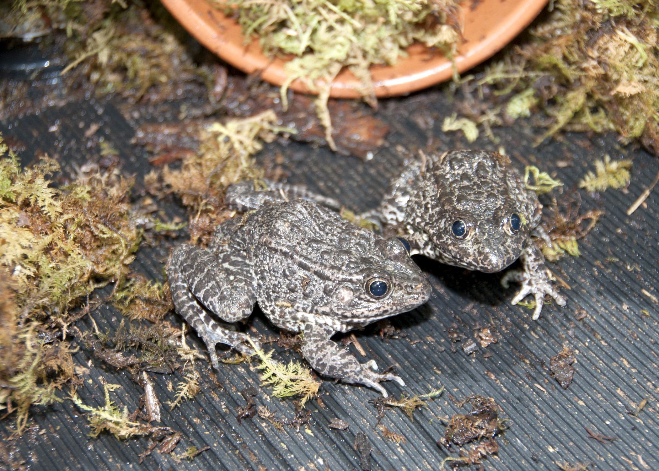 The Mississippi gopher frog is one of the most critically endangered species in North America. Mississippi State University is trying to learn how to get its 34 adult gopher frogs to breed in captivity. (Photo by MSU Ag Communications/Kat Lawrence)