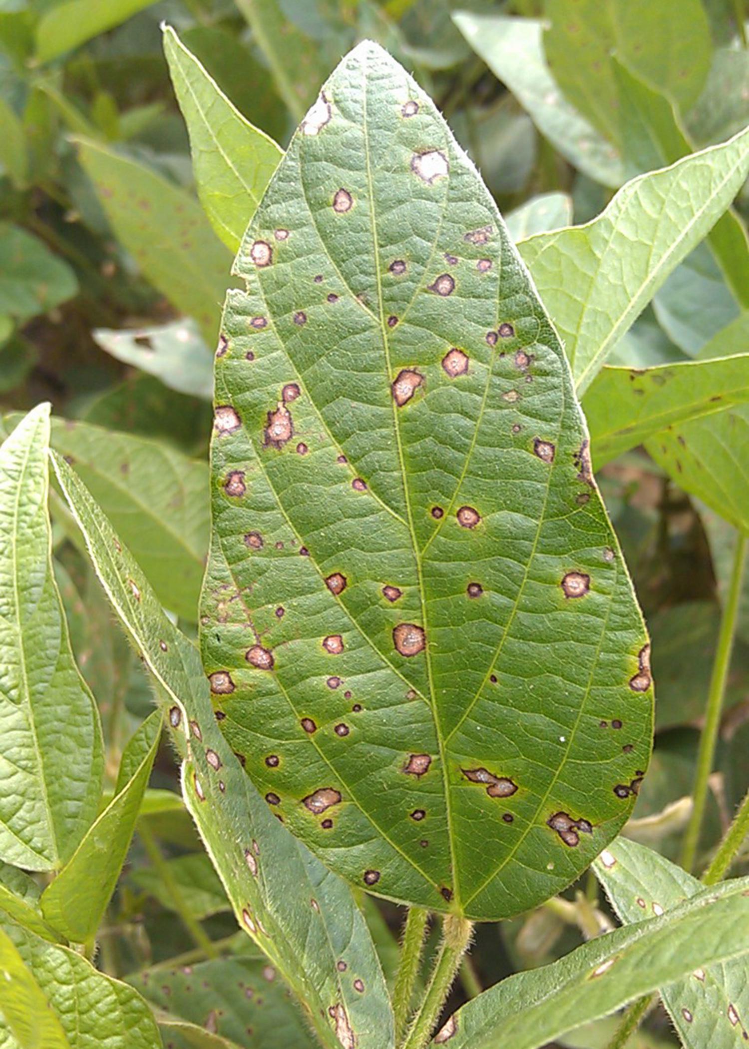 Frogeye leaf spot fungus, such as the specimen seen on this leaf, causes serious yield losses when not treated in soybeans. Mississippi State University is surveying to monitor and limit the increasing resistance of the fungus to the strobilurin class of fungicides commonly used for late-season disease management in soybean fields. (Photo by MAFES/Sead Sabanadzovic)